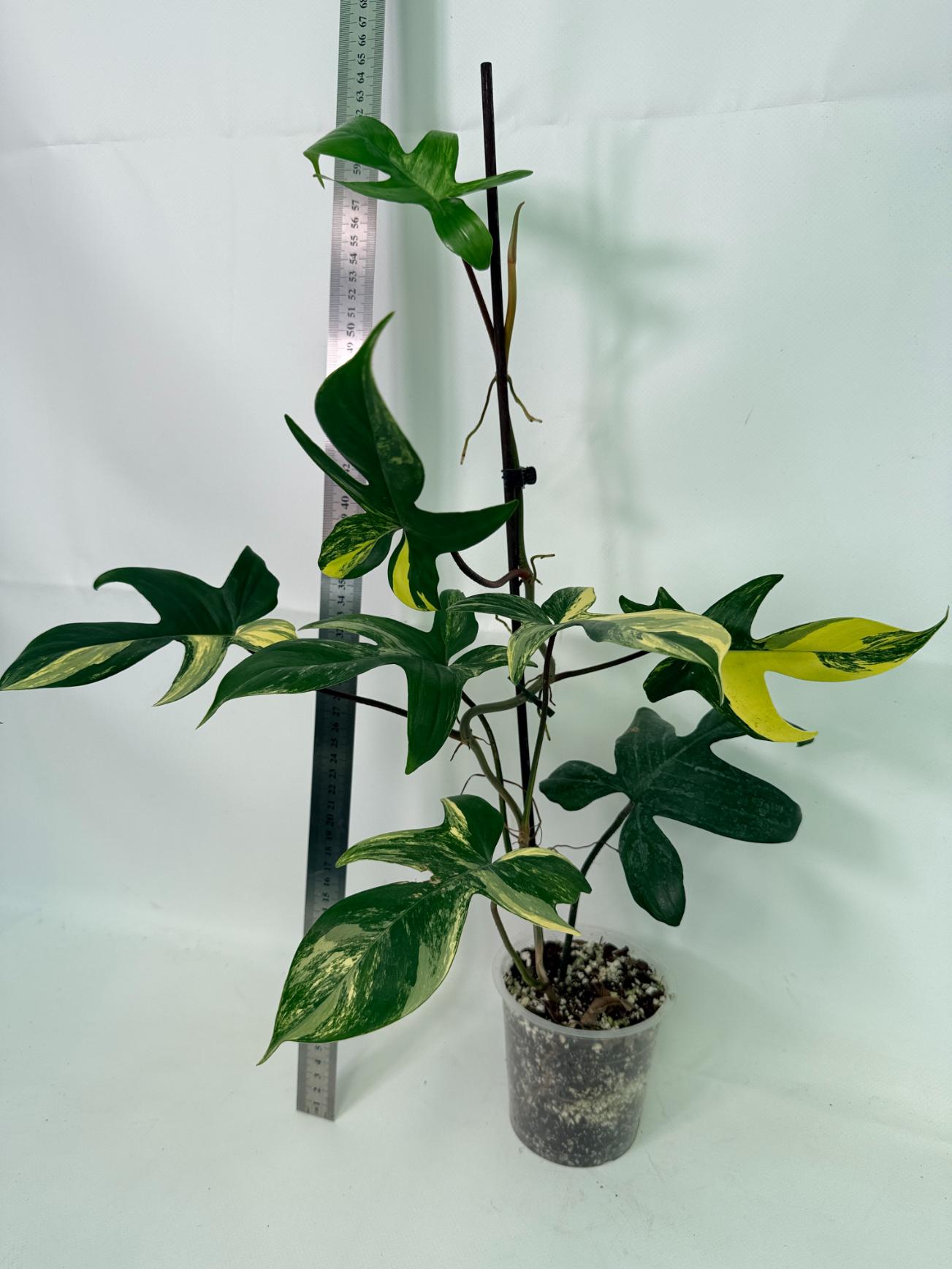 Philodendron Florida Beauty Variegata 9