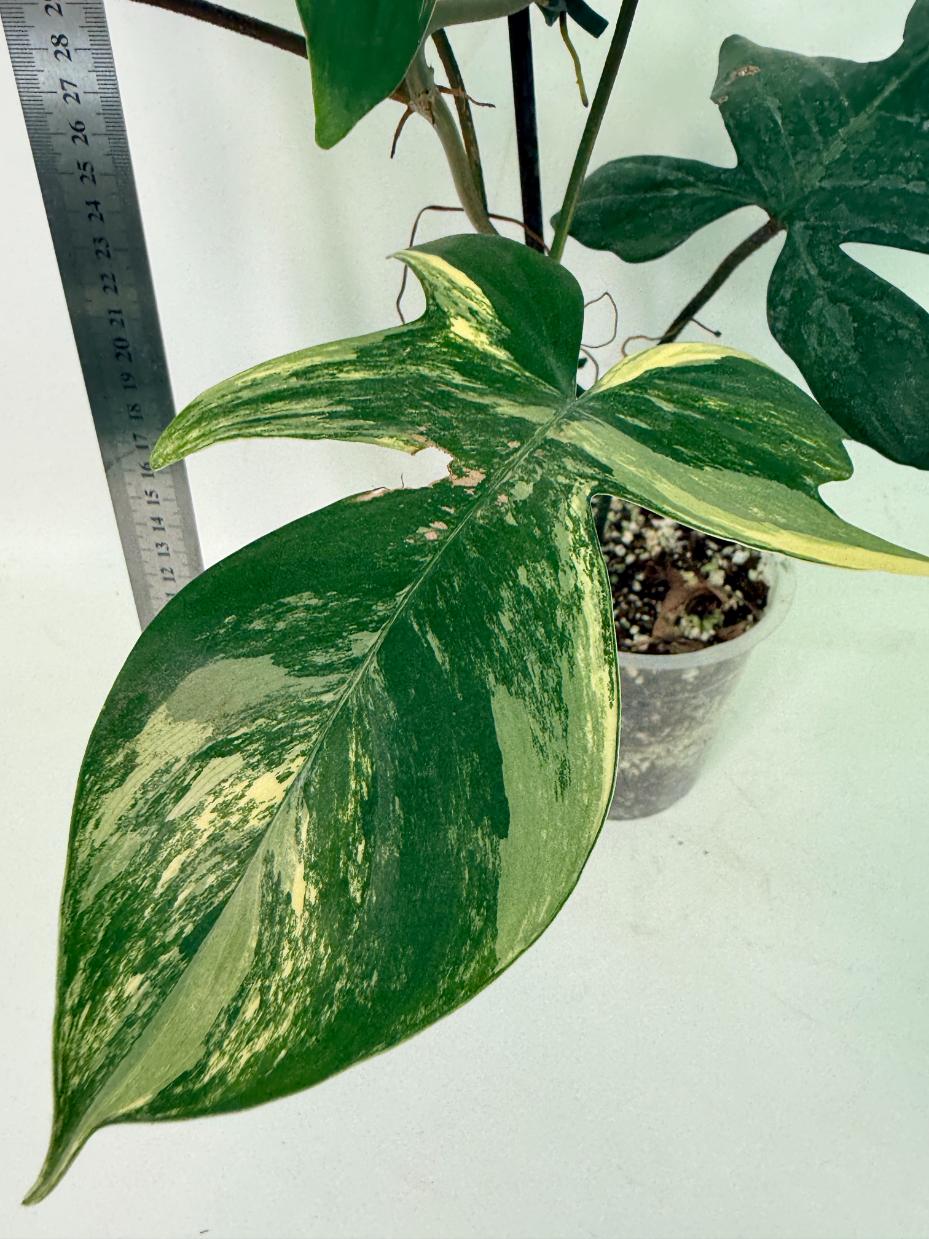 Philodendron Florida Beauty Variegata 3