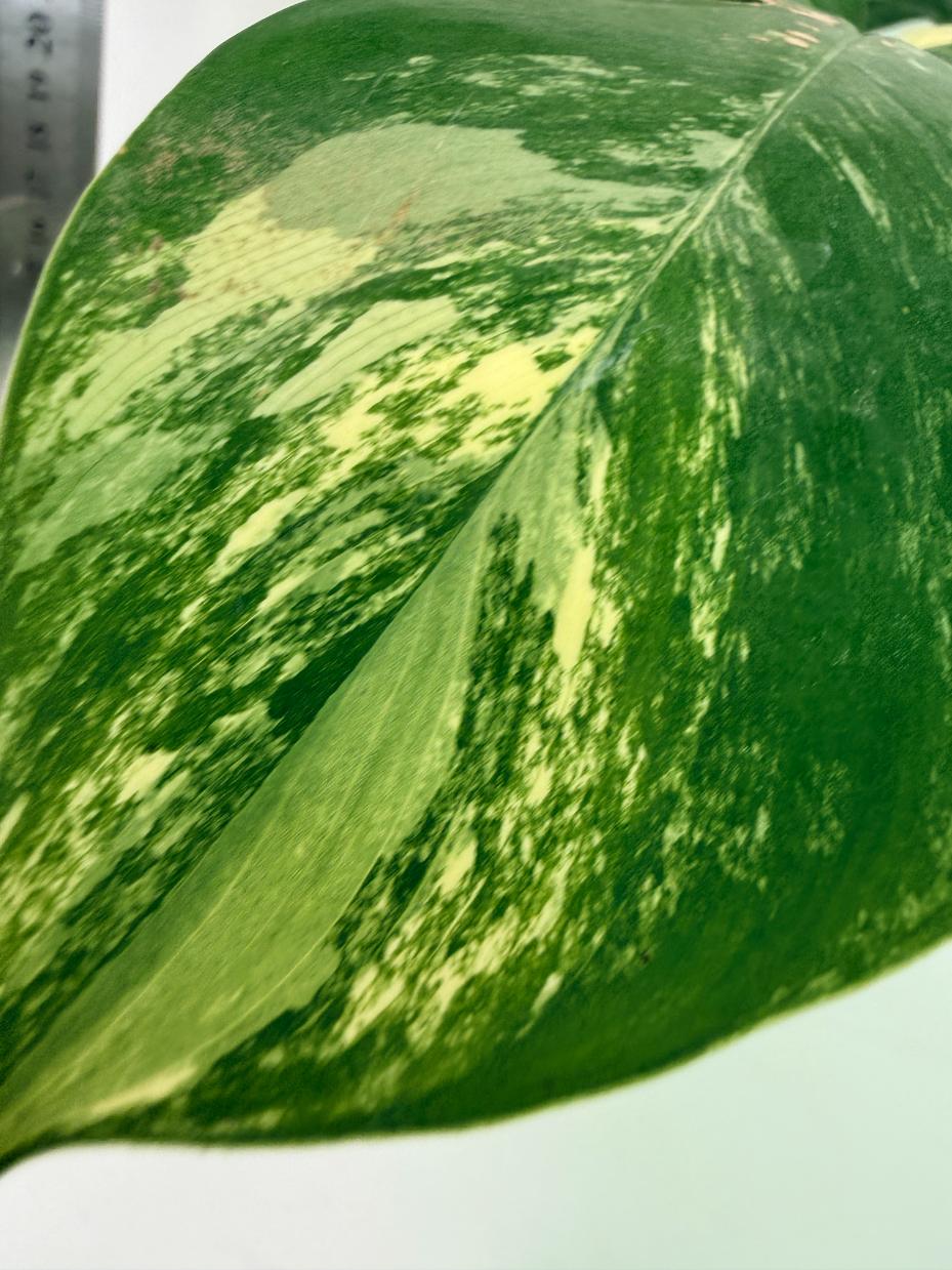 Philodendron Florida Beauty Variegata 4