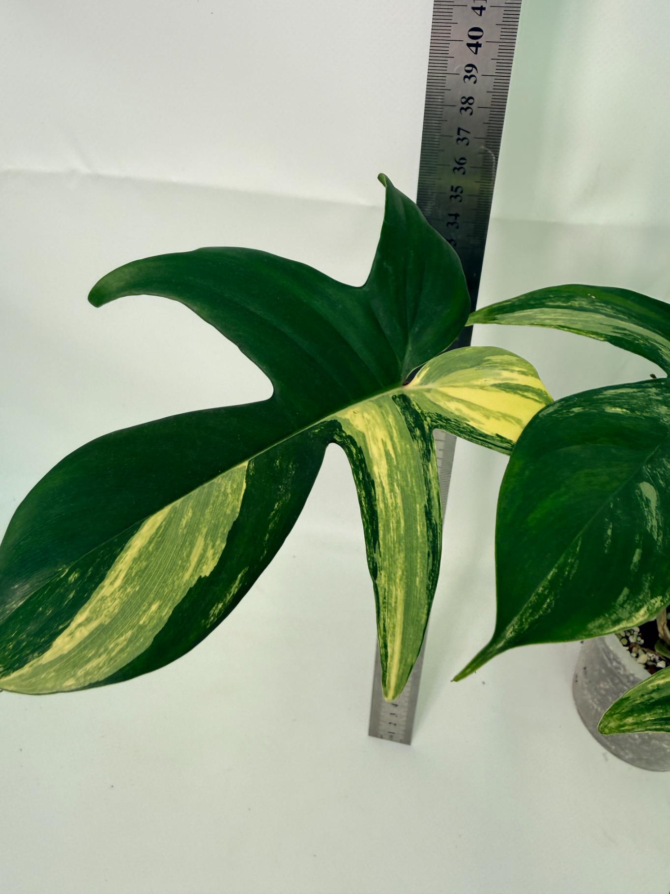 Philodendron Florida Beauty Variegata 6