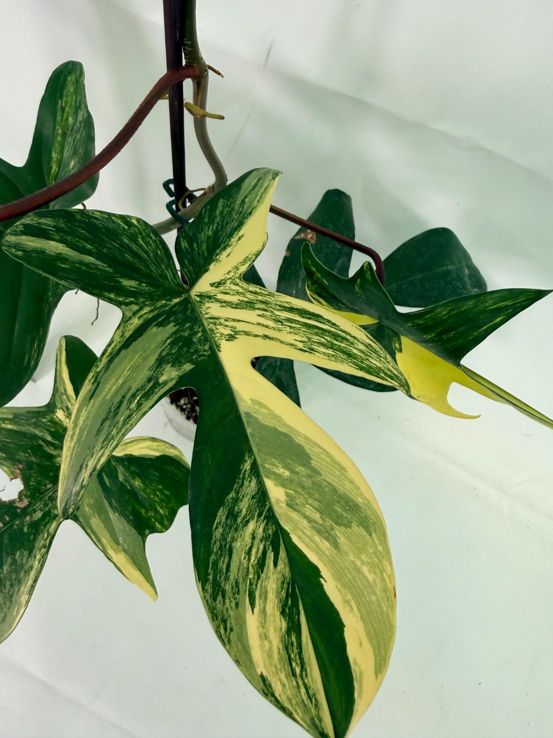 Philodendron Florida Beauty Variegata 5