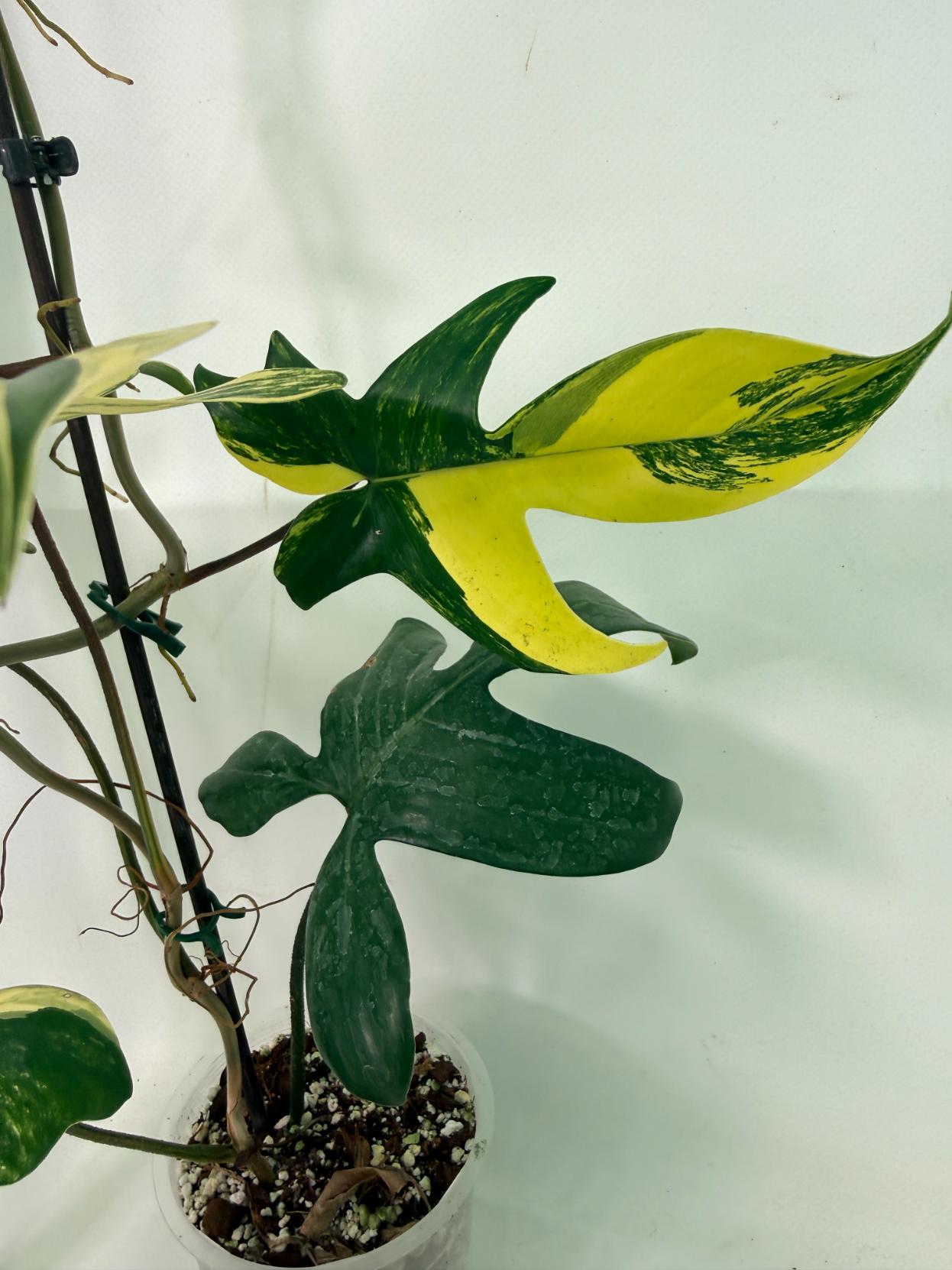 Philodendron Florida Beauty Variegata 8