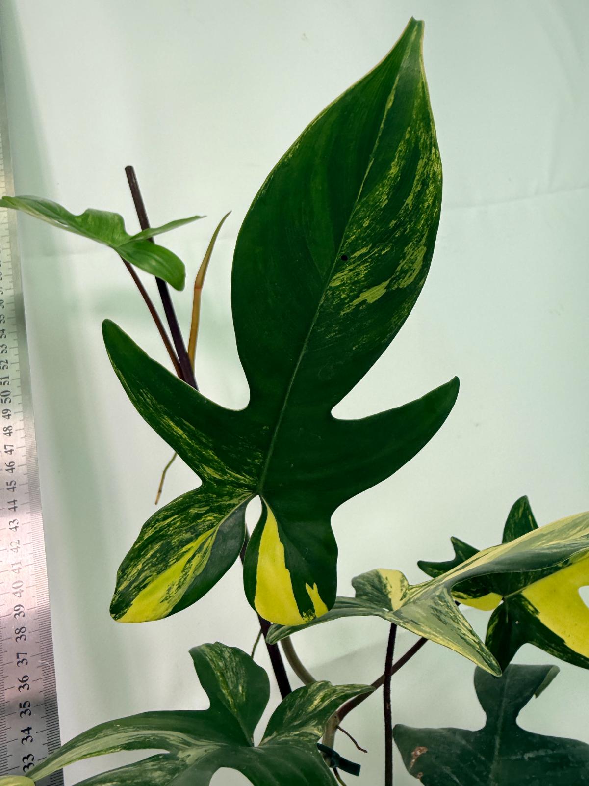Philodendron Florida Beauty Variegata 10