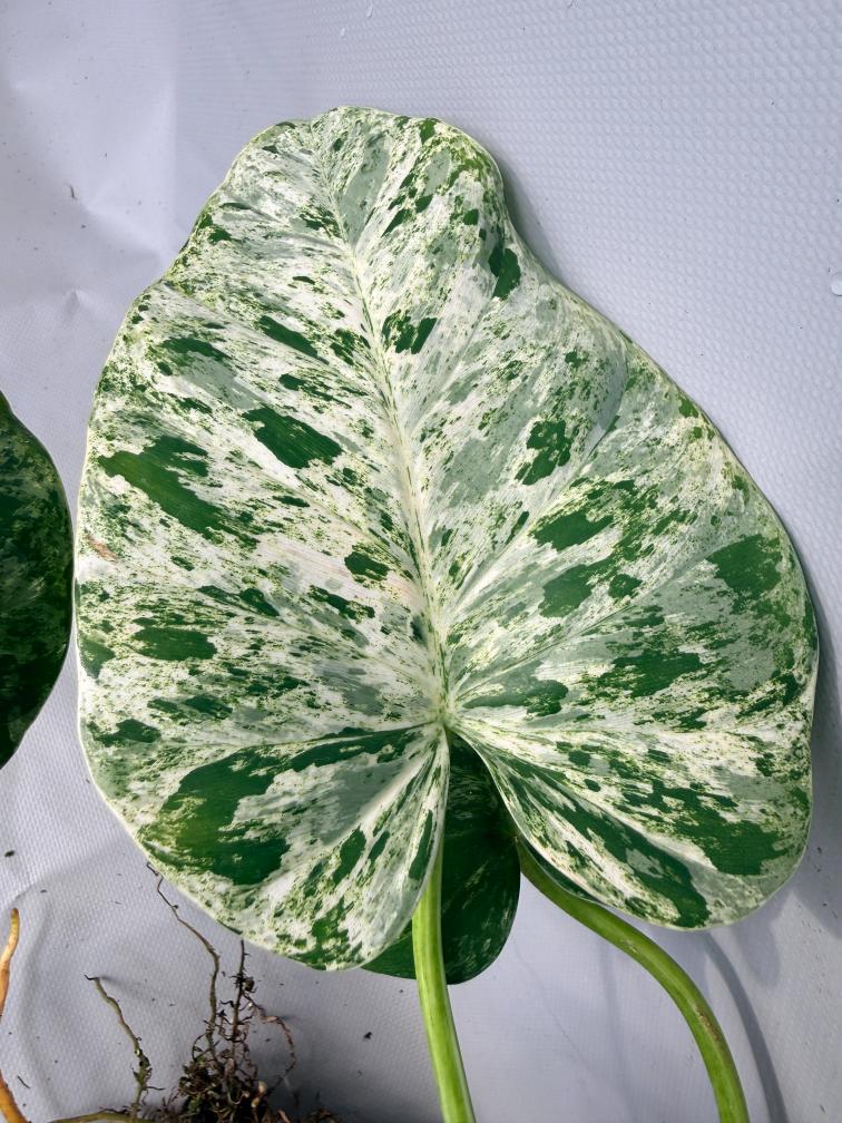 Philodendron  Giganteum Variegata 05