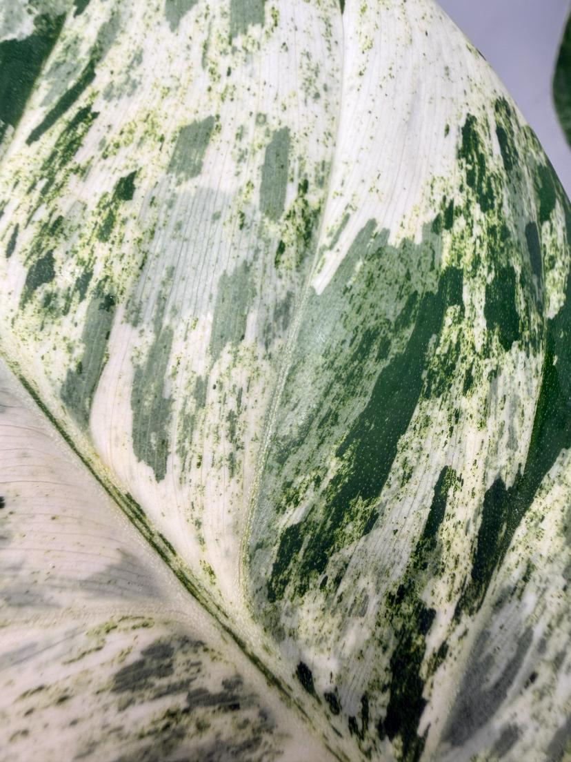 Philodendron  Giganteum Variegata 06