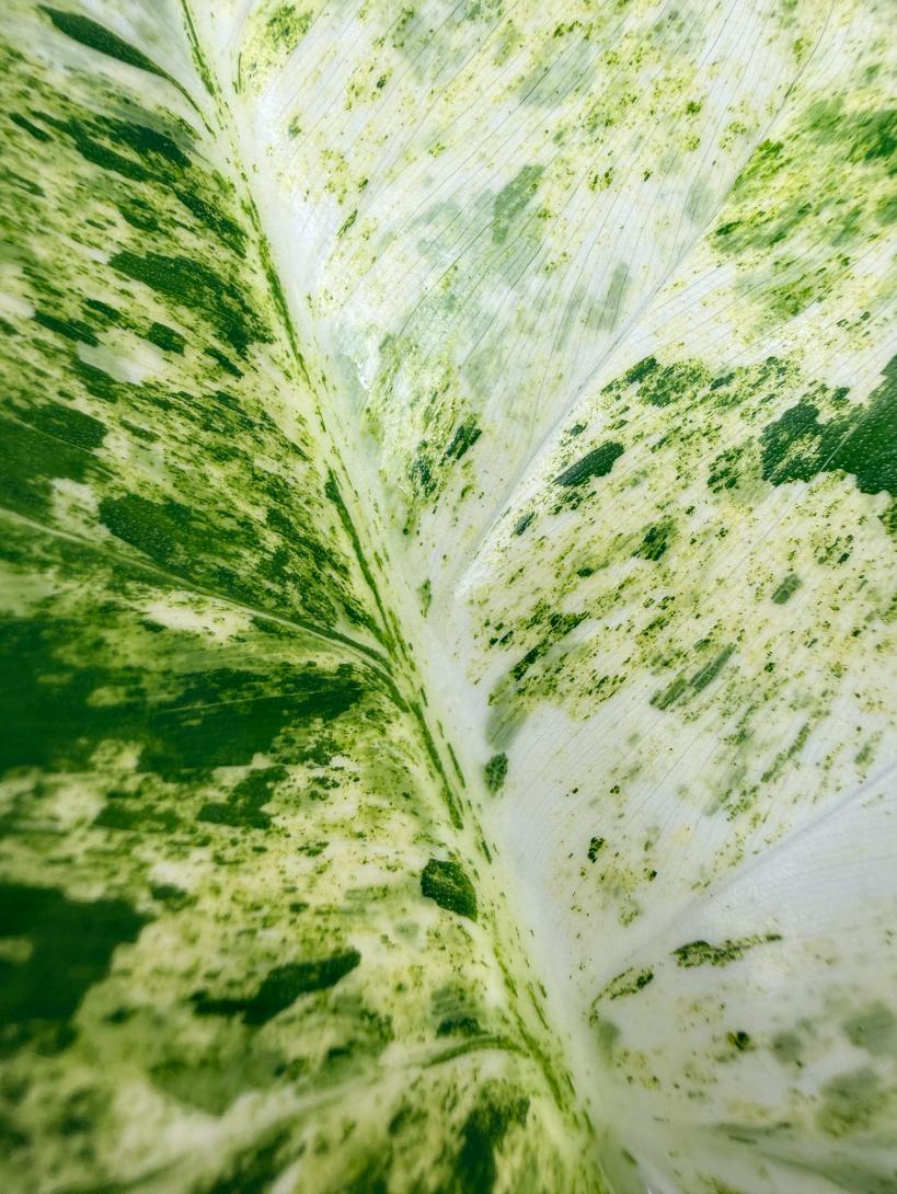 giant variegated philodendron Philodendron Giganteum Variegata