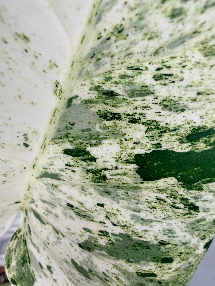 Philodendron  Giganteum Variegata 08