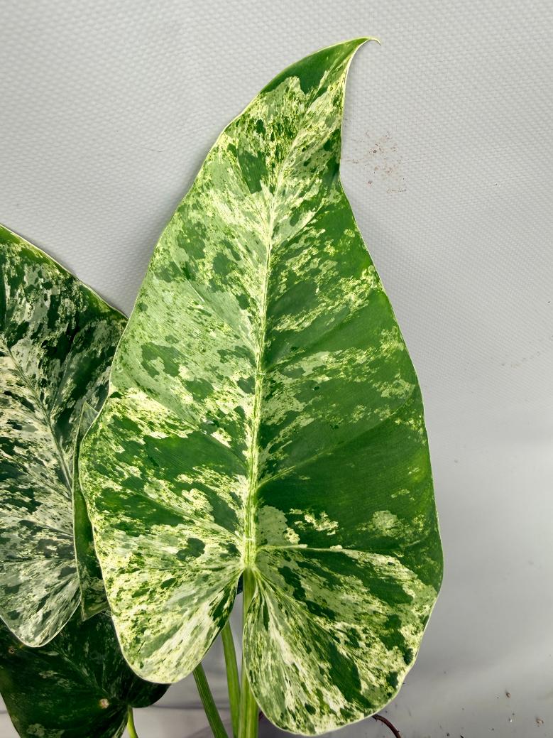 Philodendron  Giganteum Variegata 02