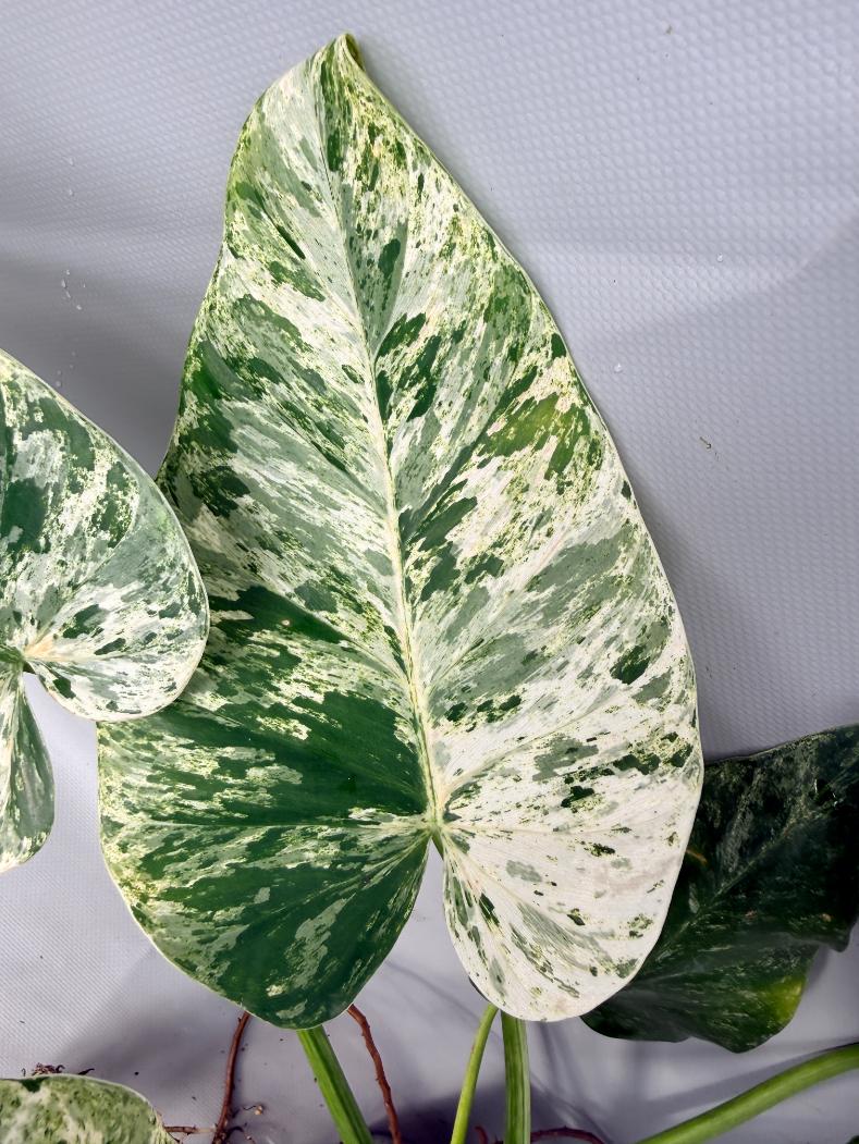 Philodendron  Giganteum Variegata 03