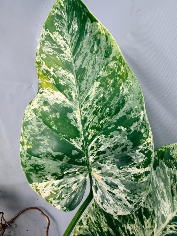 Philodendron  Giganteum Variegata 04
