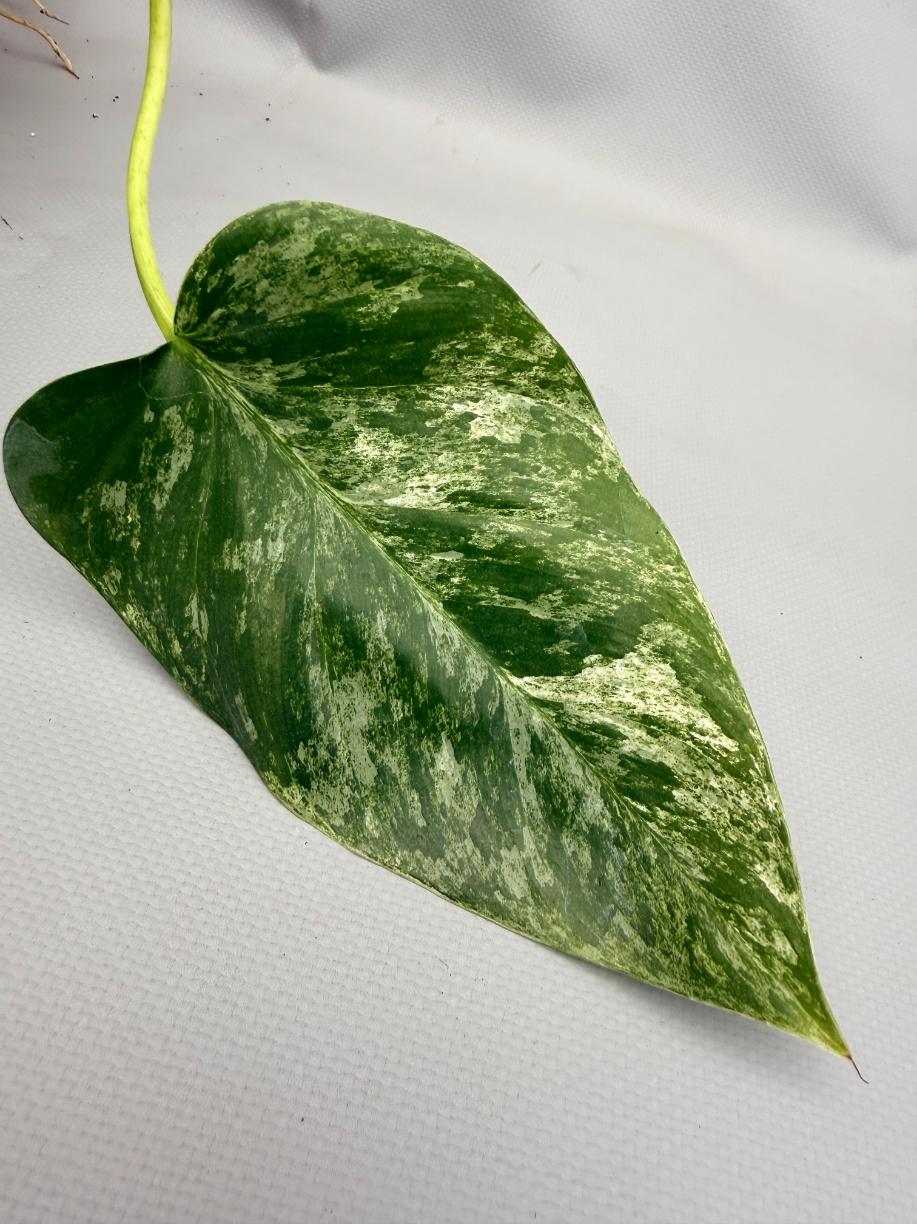 Philodendron  Giganteum Variegata
