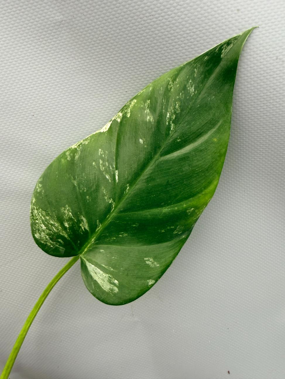 Philodendron  Giganteum Variegata