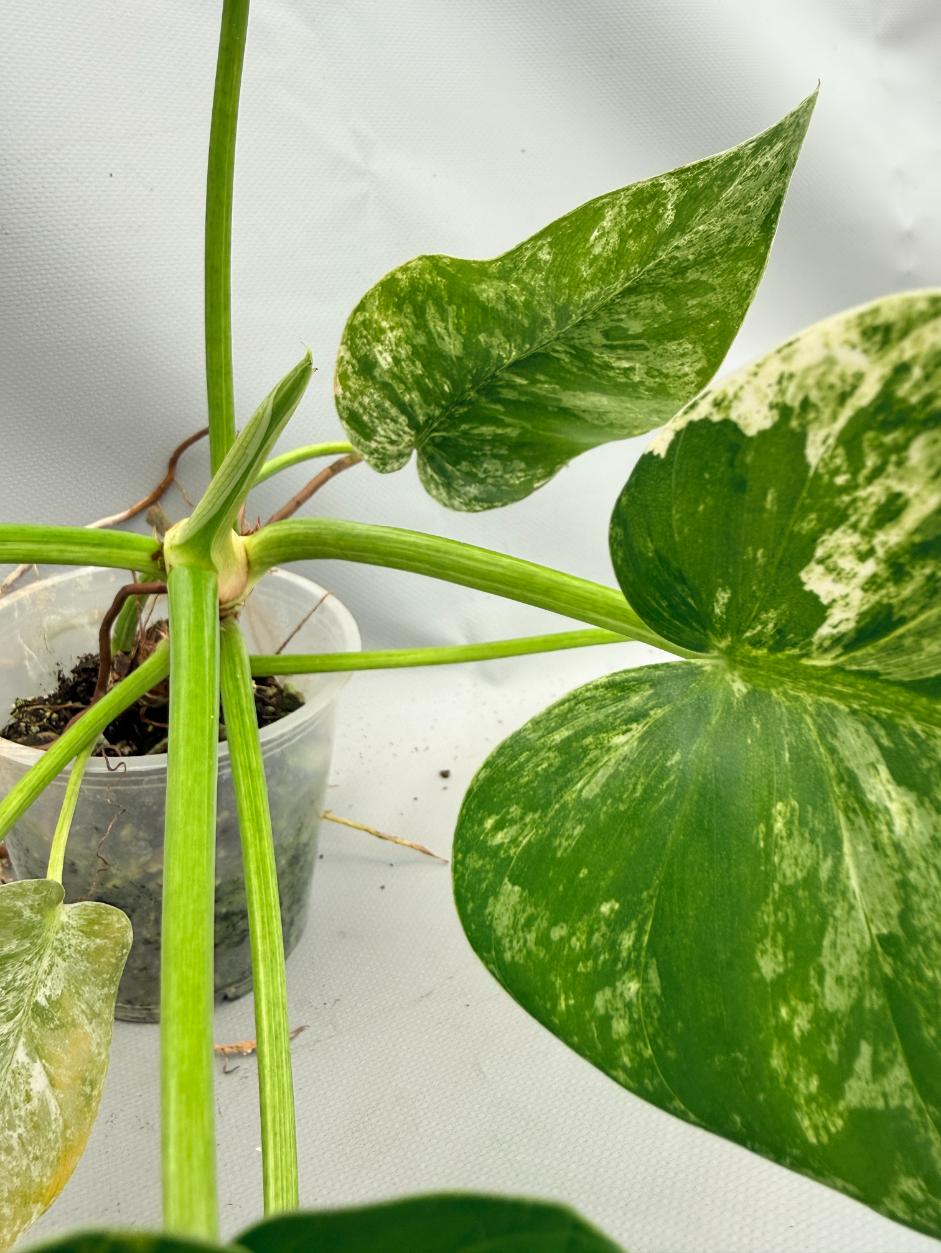 Philodendron  Giganteum Variegata