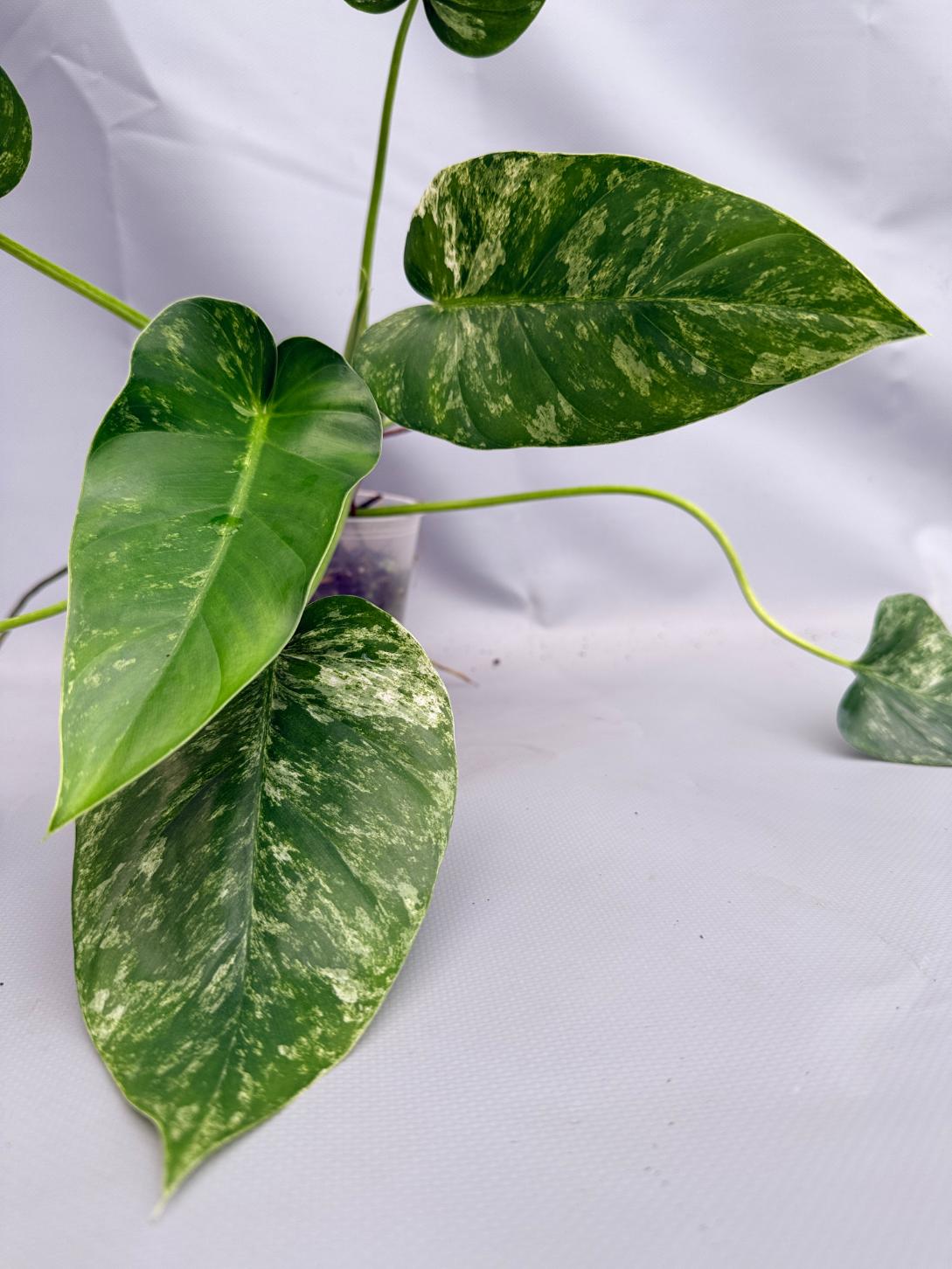 Philodendron  Giganteum Variegata