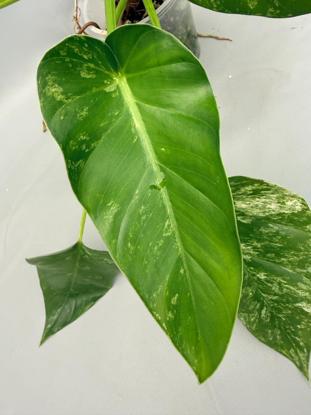 Philodendron  Giganteum Variegata