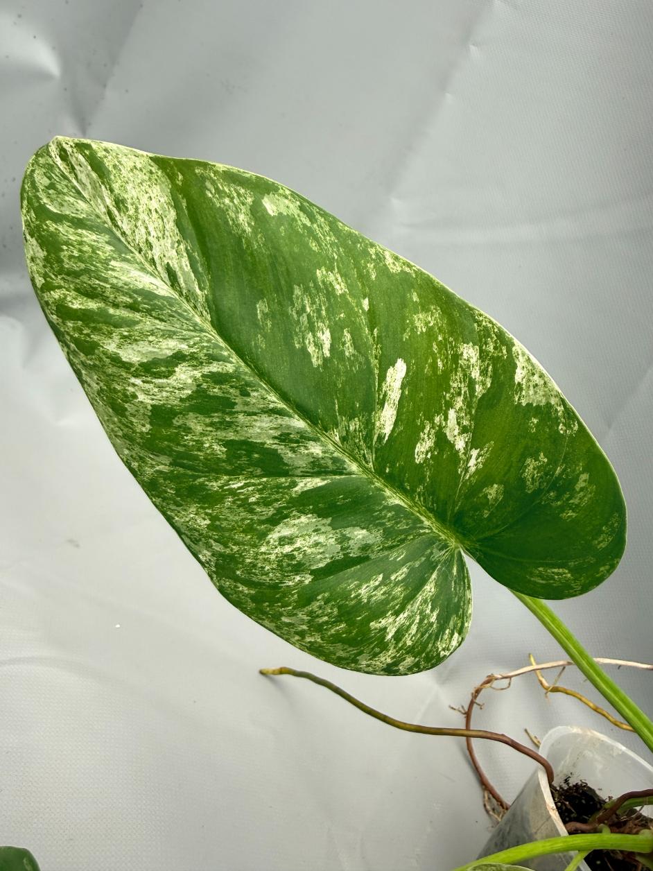 Philodendron  Giganteum Variegata