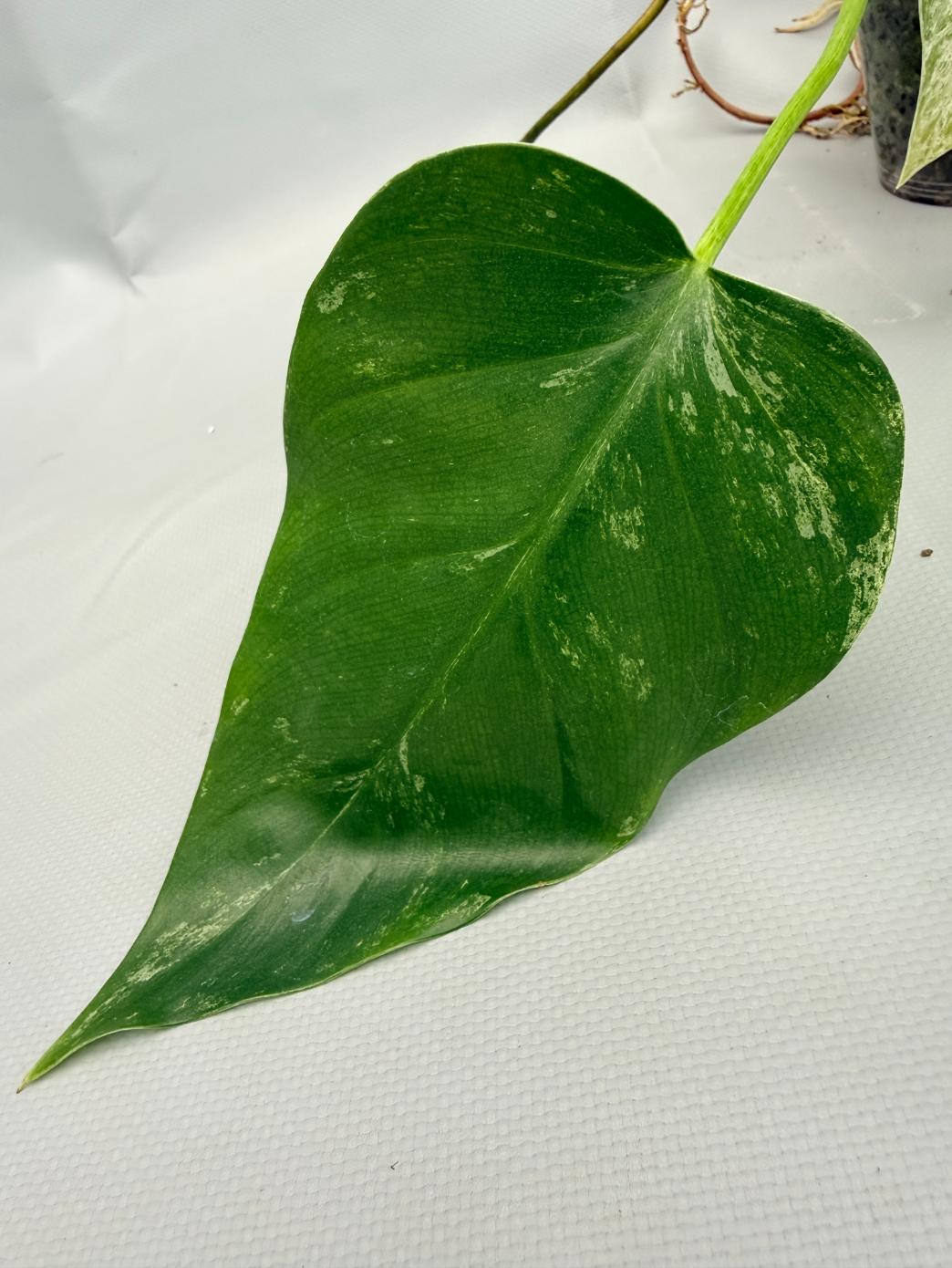 Philodendron  Giganteum Variegata