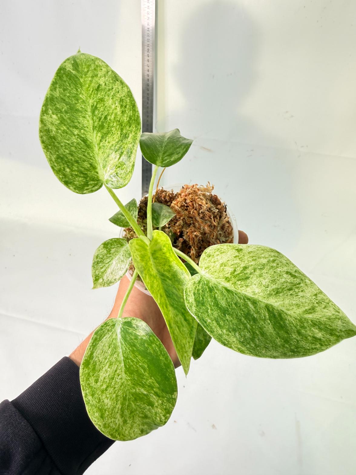 Philodendron  Giganteum Variegata 5