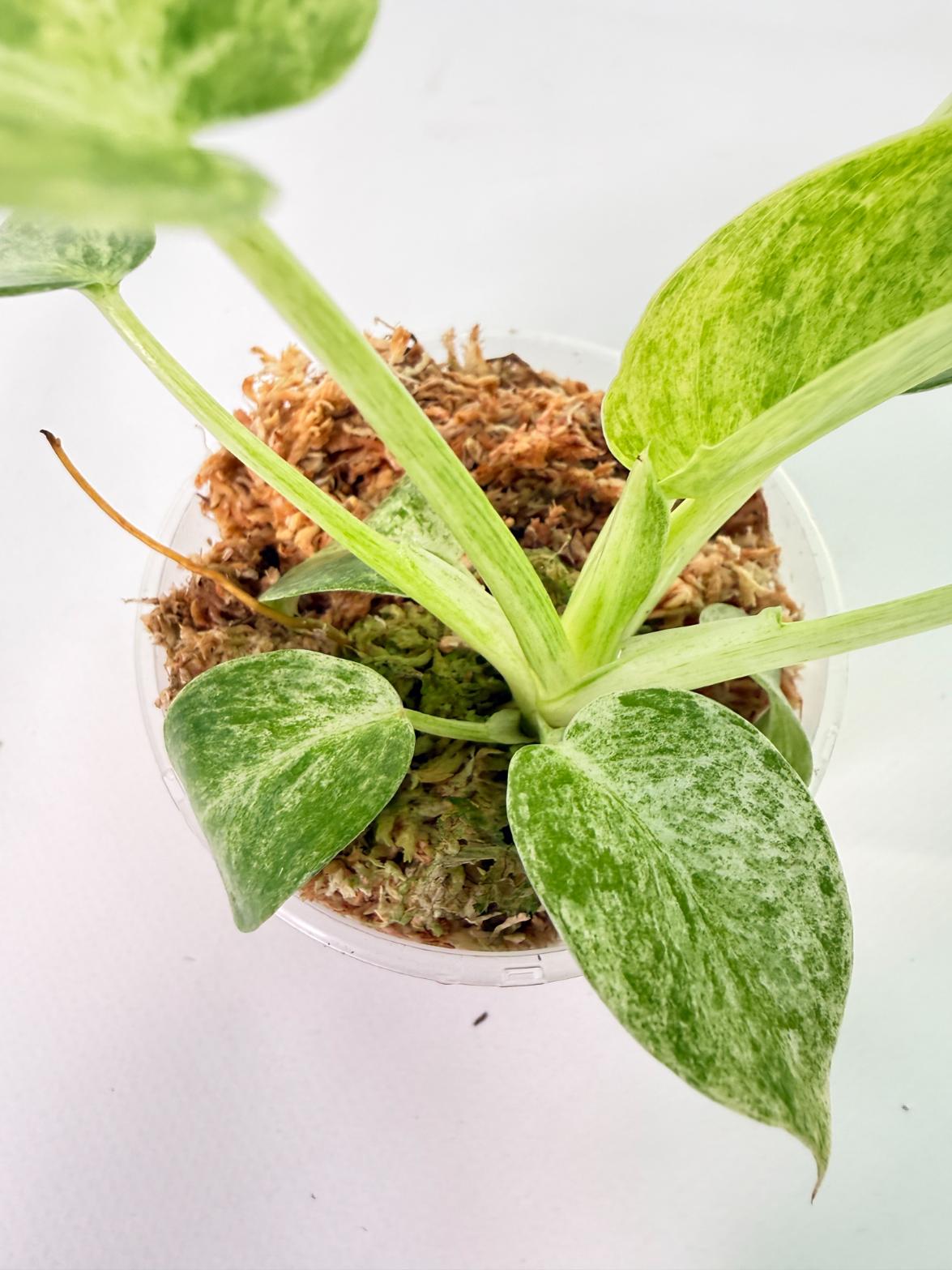 Philodendron  Giganteum Variegata 9