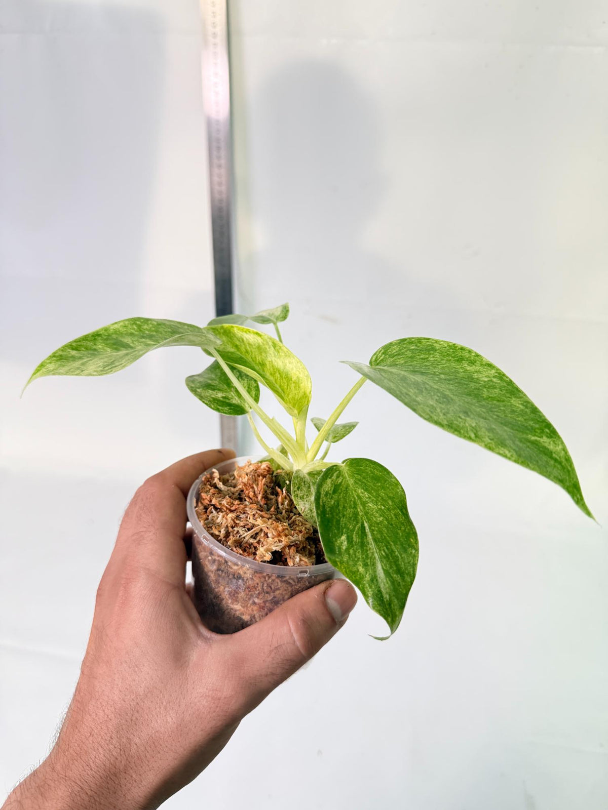 Philodendron  Giganteum Variegata 10