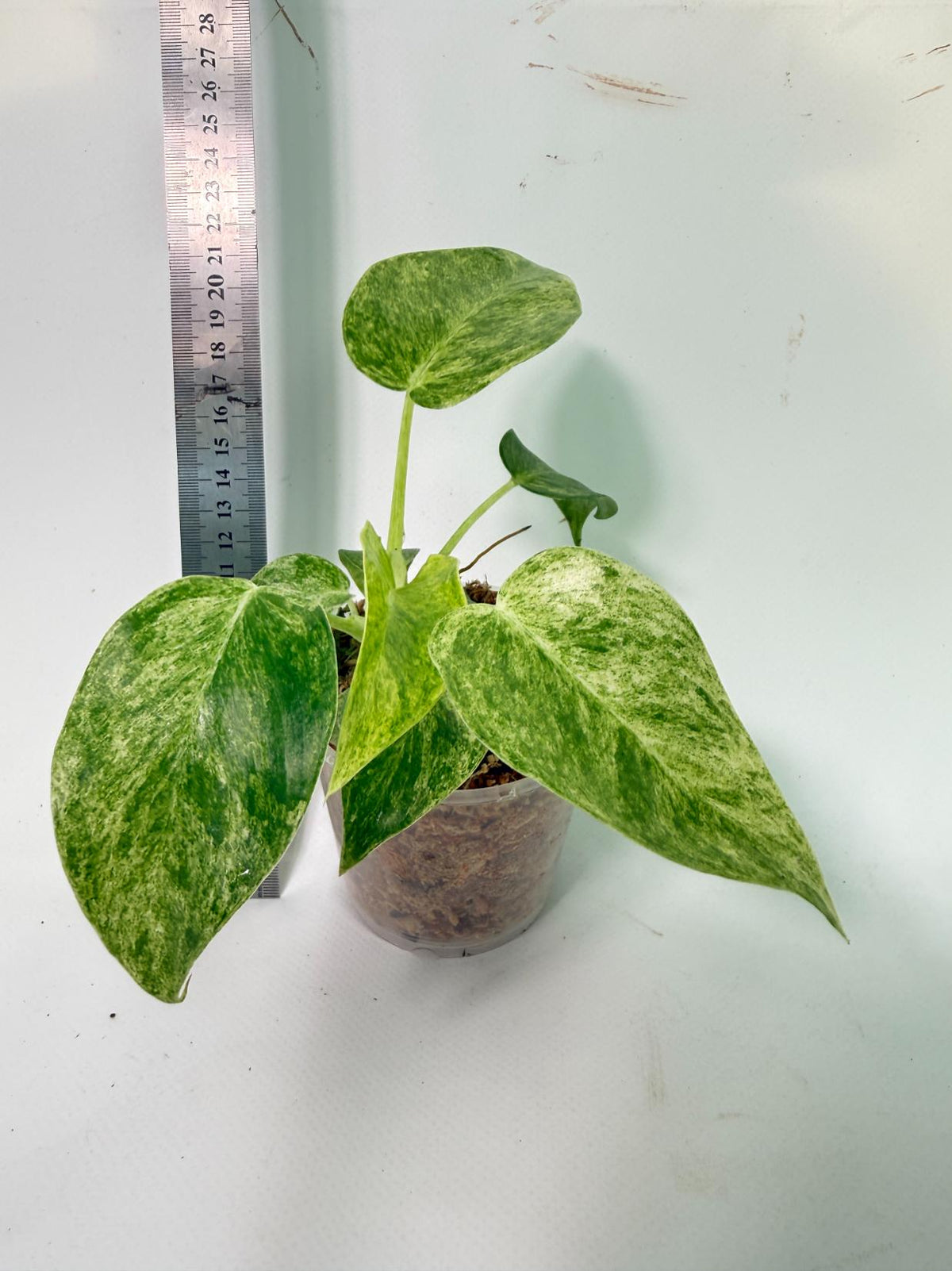 Philodendron  Giganteum Variegata 11