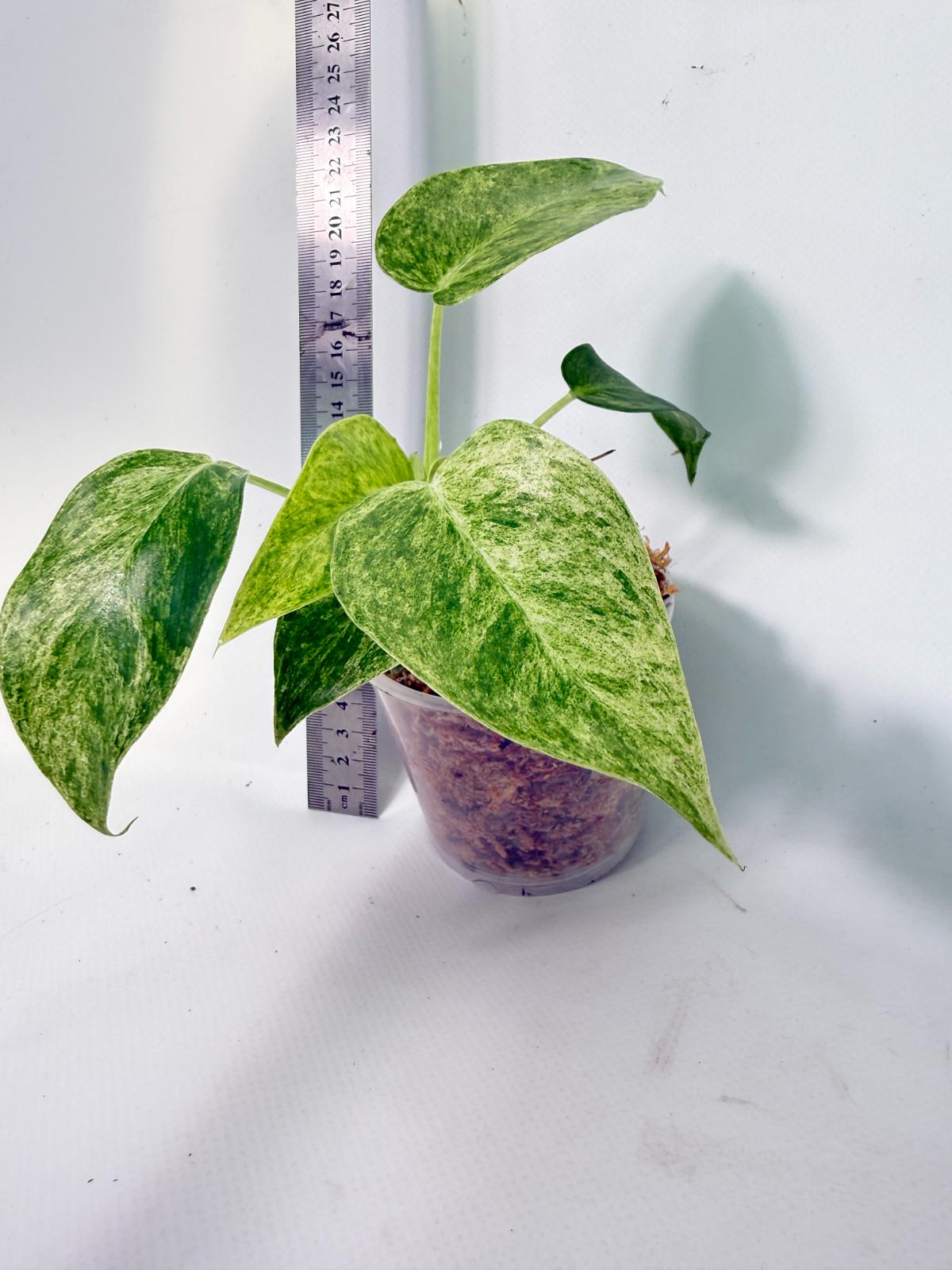 Philodendron  Giganteum Variegata 7