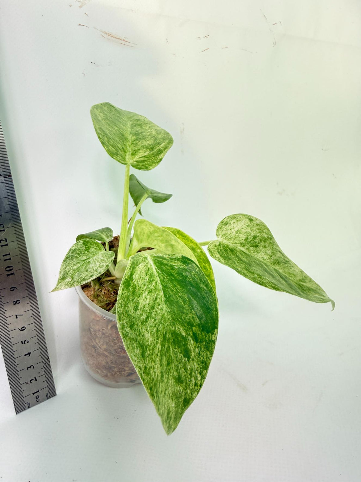 Philodendron  Giganteum Variegata 6