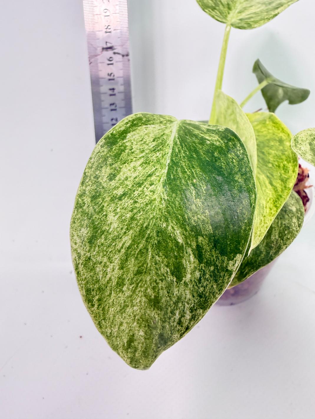 Philodendron  Giganteum Variegata 8