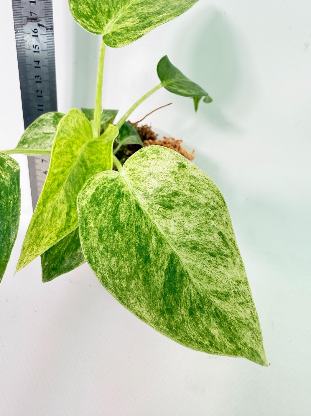 Philodendron  Giganteum Variegata 1