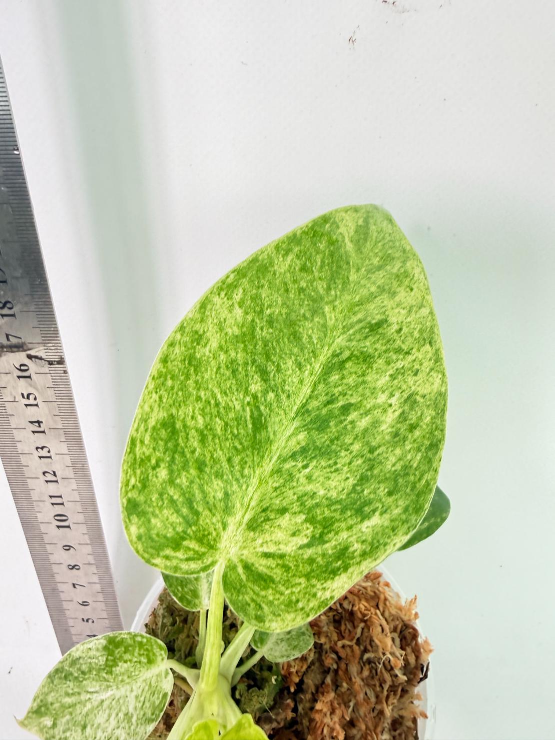Philodendron  Giganteum Variegata 4