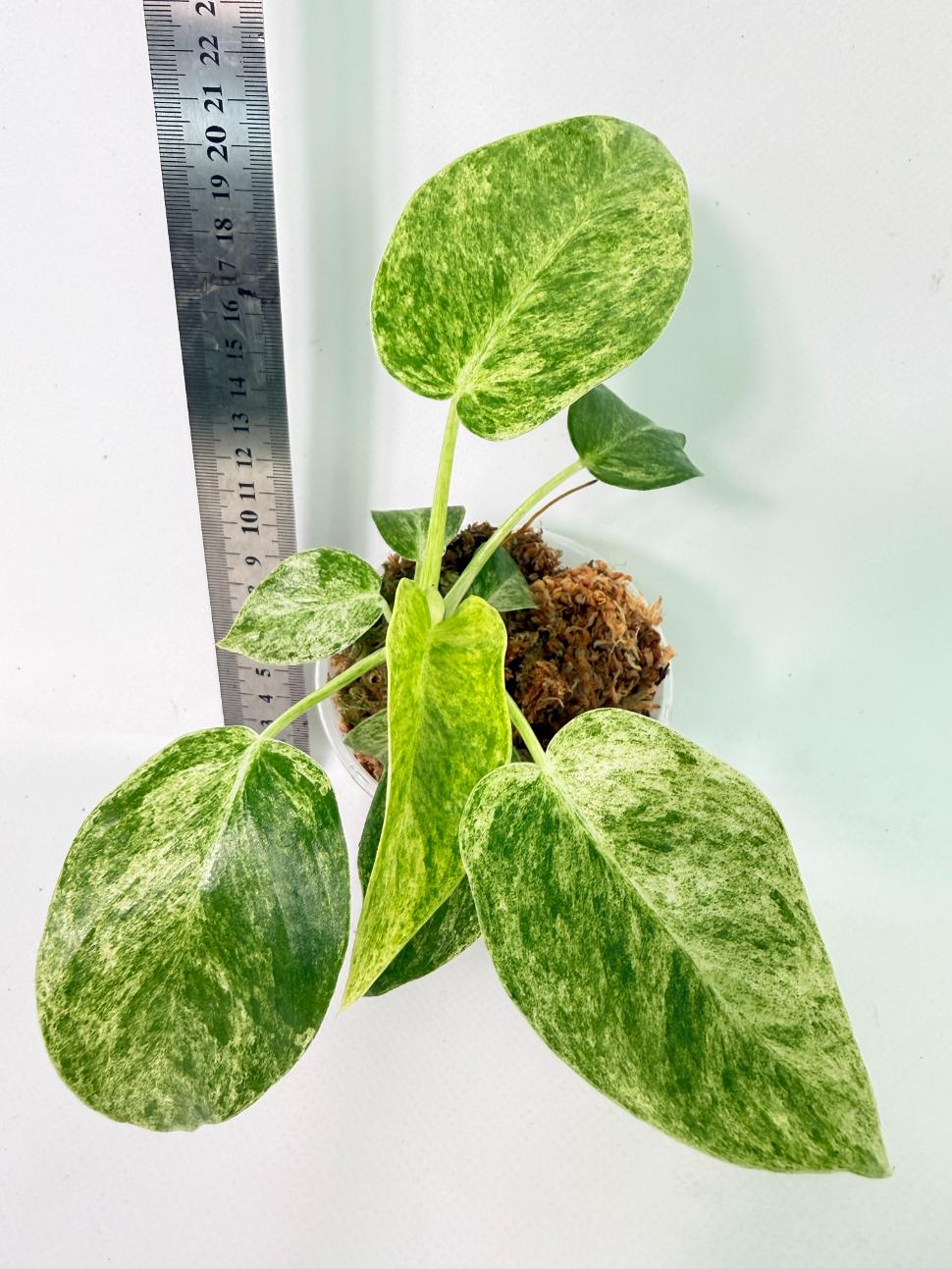 Philodendron  Giganteum Variegata 2