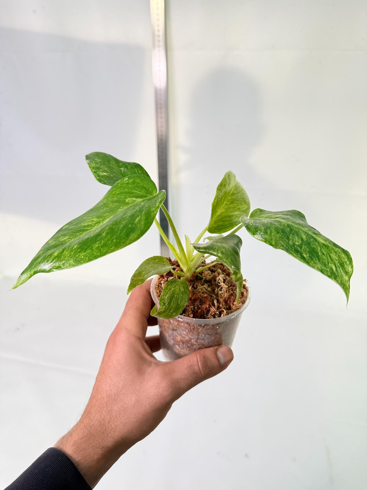 Philodendron  Giganteum Variegata 4