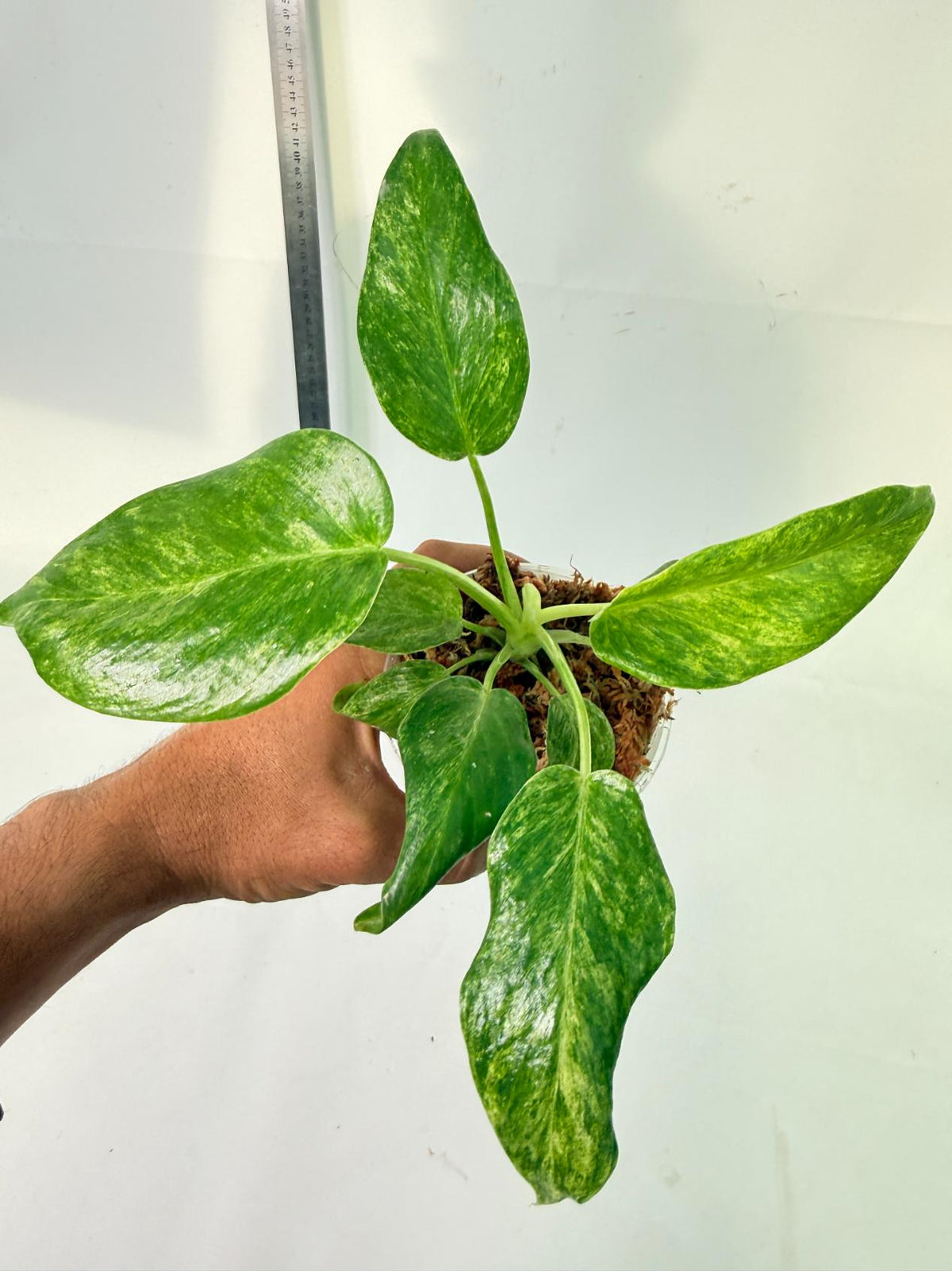 Philodendron  Giganteum Variegata 9