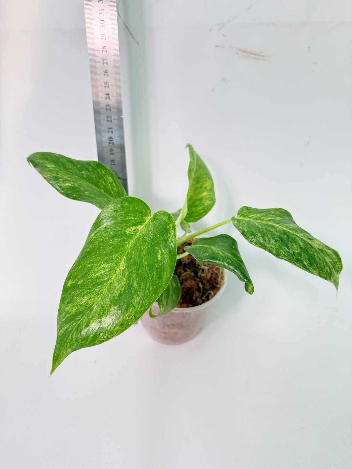 Philodendron  Giganteum Variegata 6