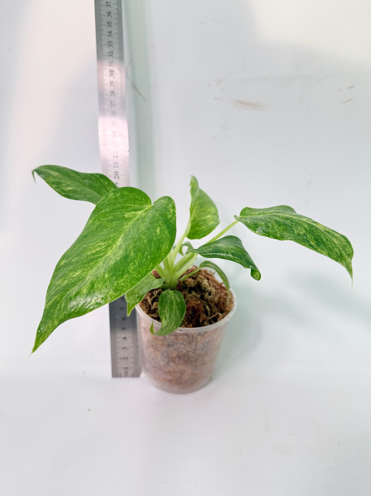 Philodendron  Giganteum Variegata 7