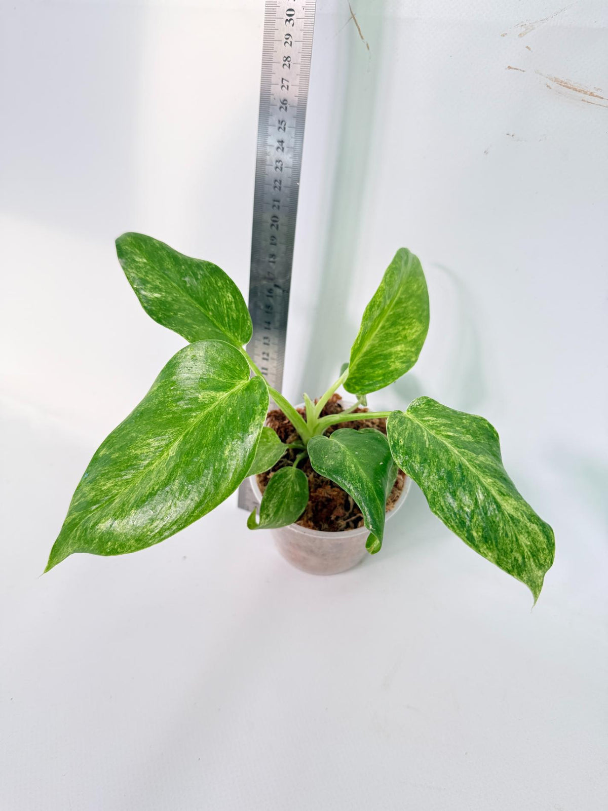 Philodendron  Giganteum Variegata 2