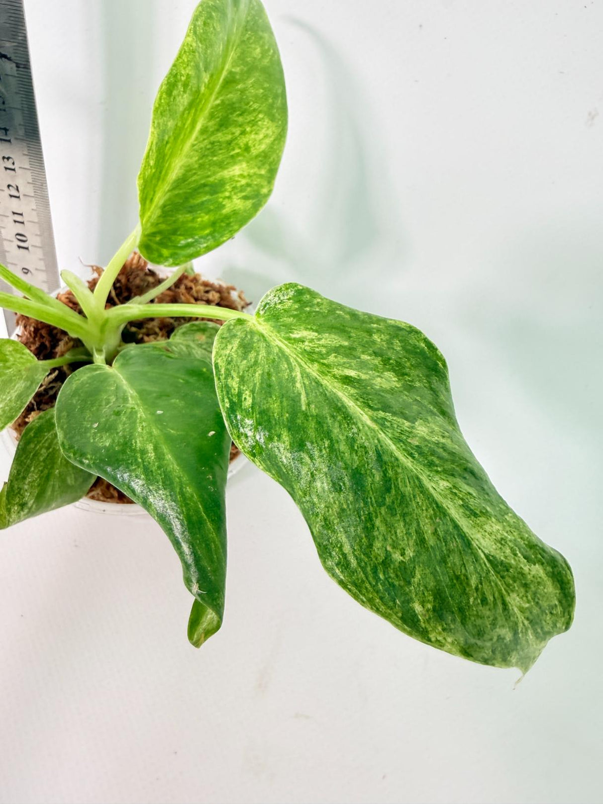 Philodendron  Giganteum Variegata 8