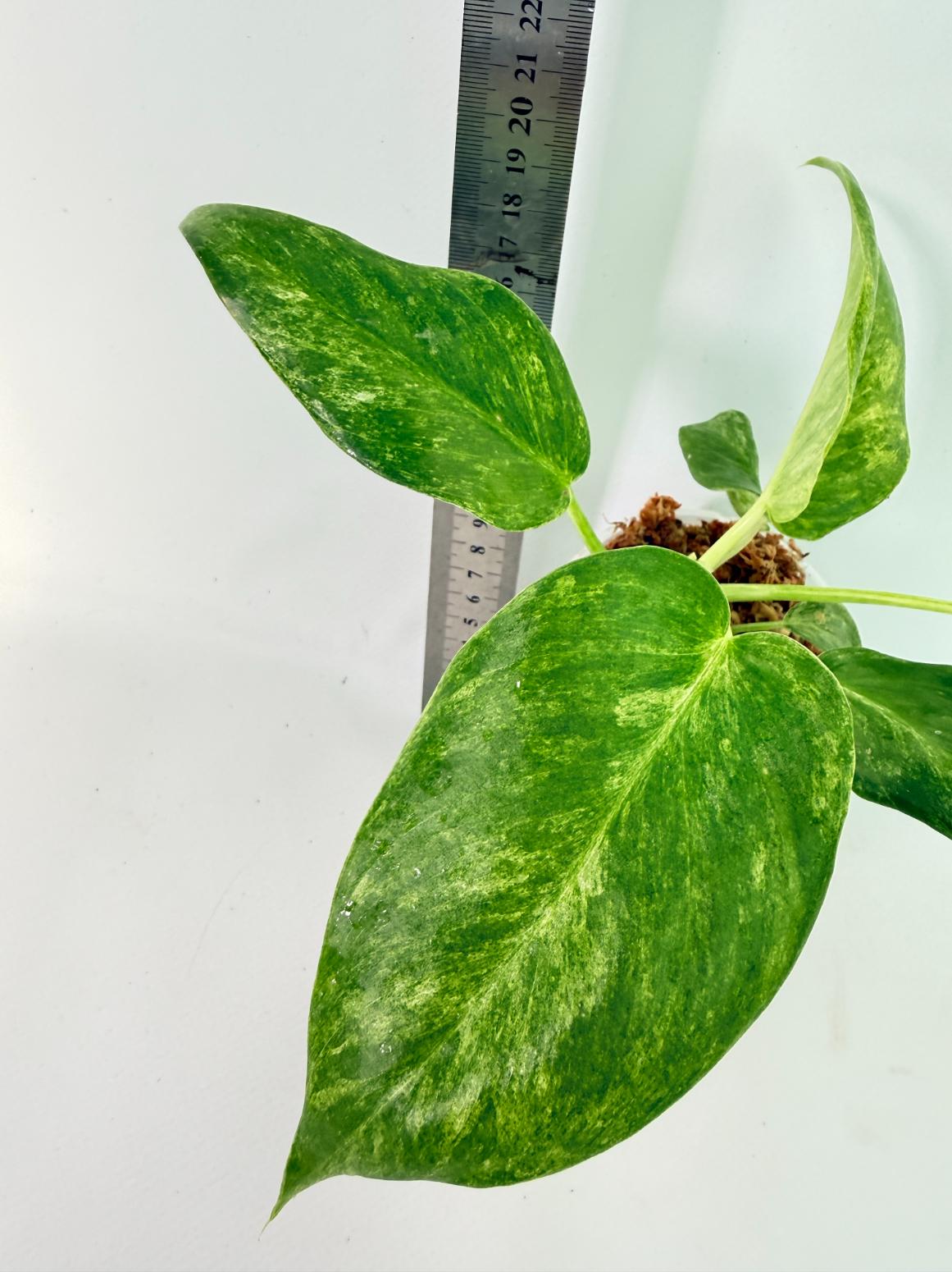 Philodendron  Giganteum Variegata 5