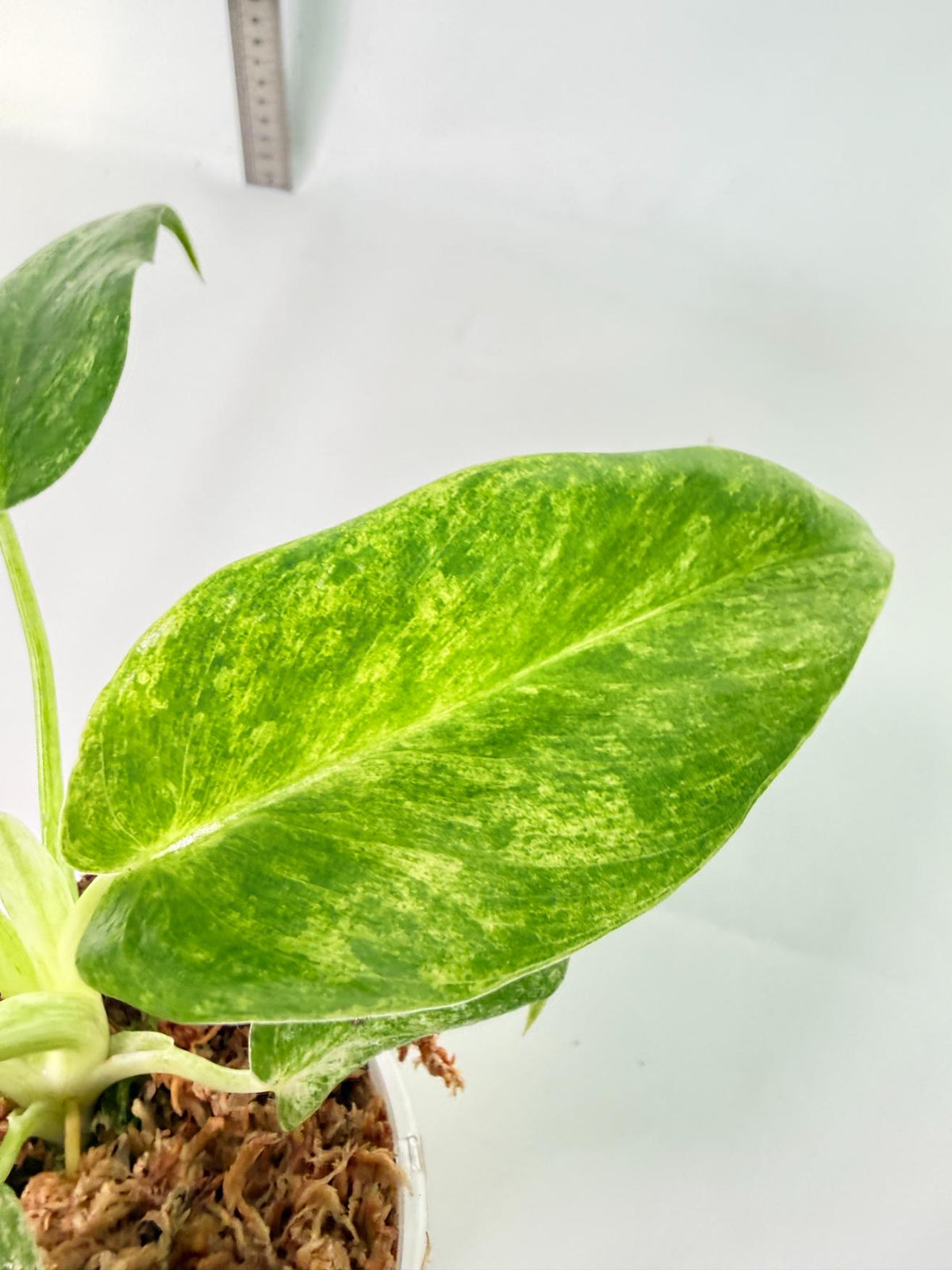 Philodendron  Giganteum Variegata 1