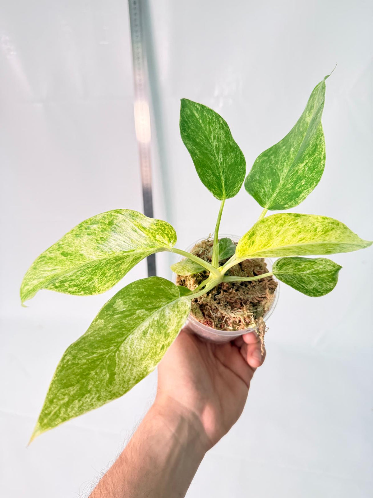 Philodendron Giganteum Variegata 1