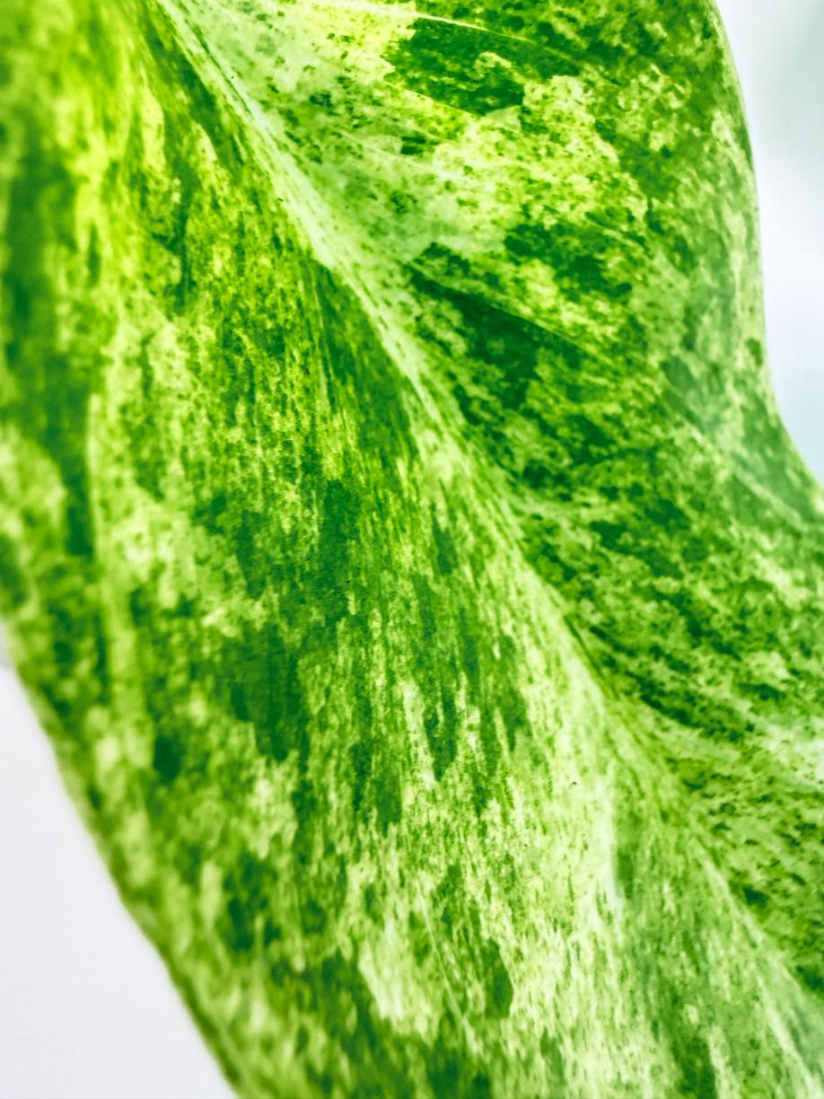 Philodendron Giganteum Variegata 2