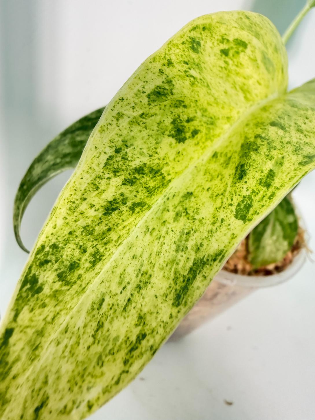 Philodendron Giganteum Variegata 10