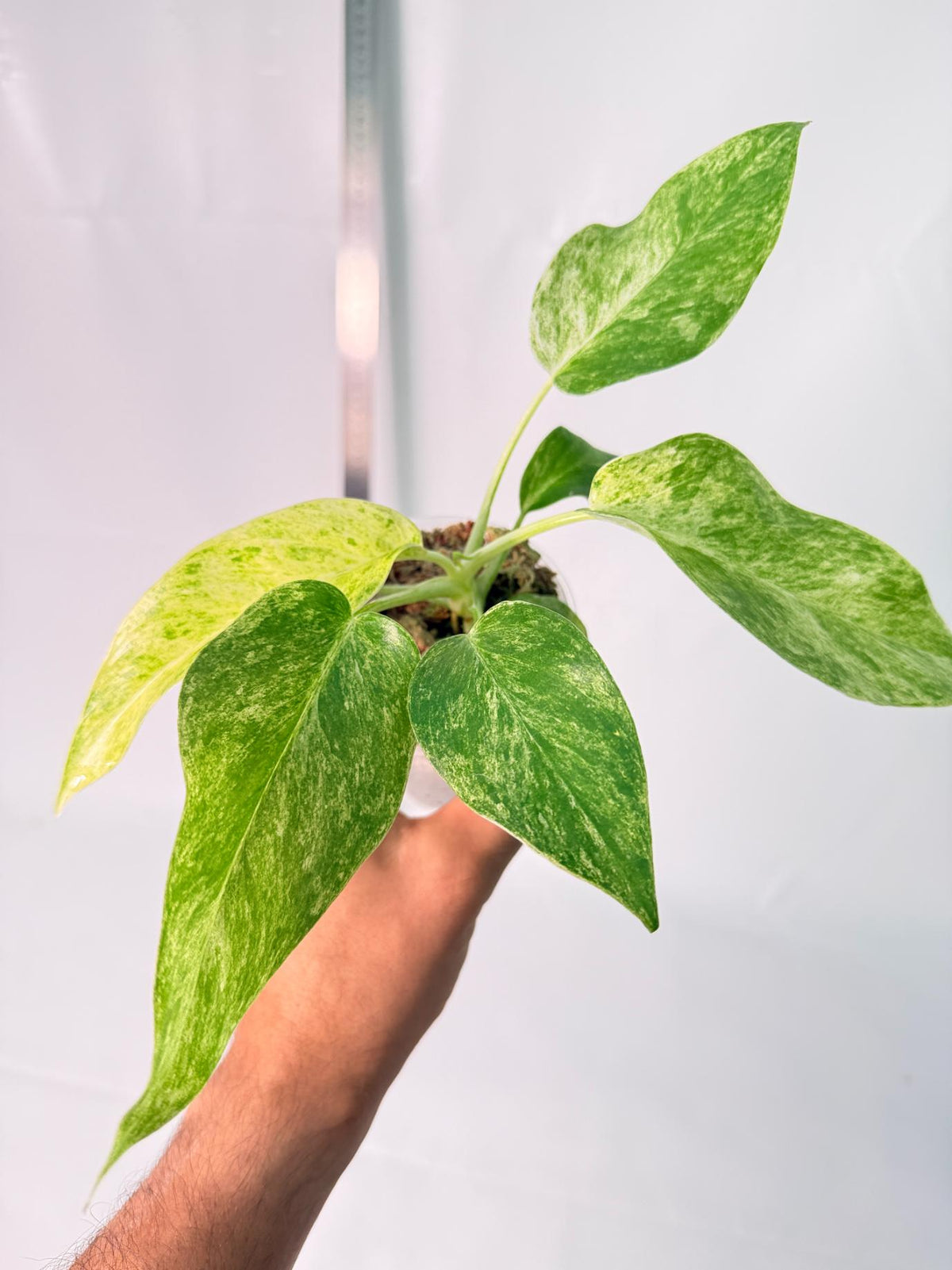 Philodendron Giganteum Variegata 7