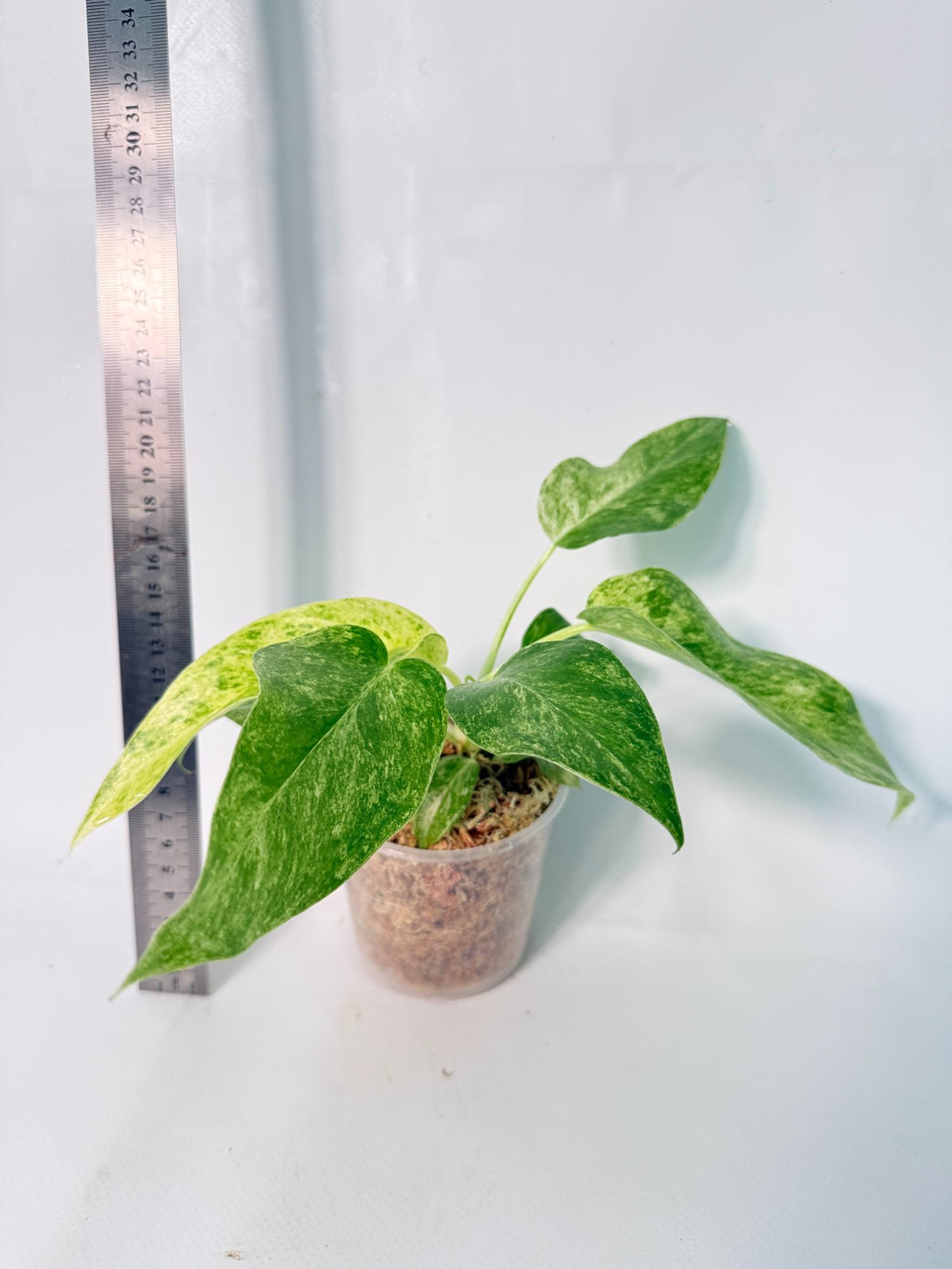 Philodendron Giganteum Variegata 3