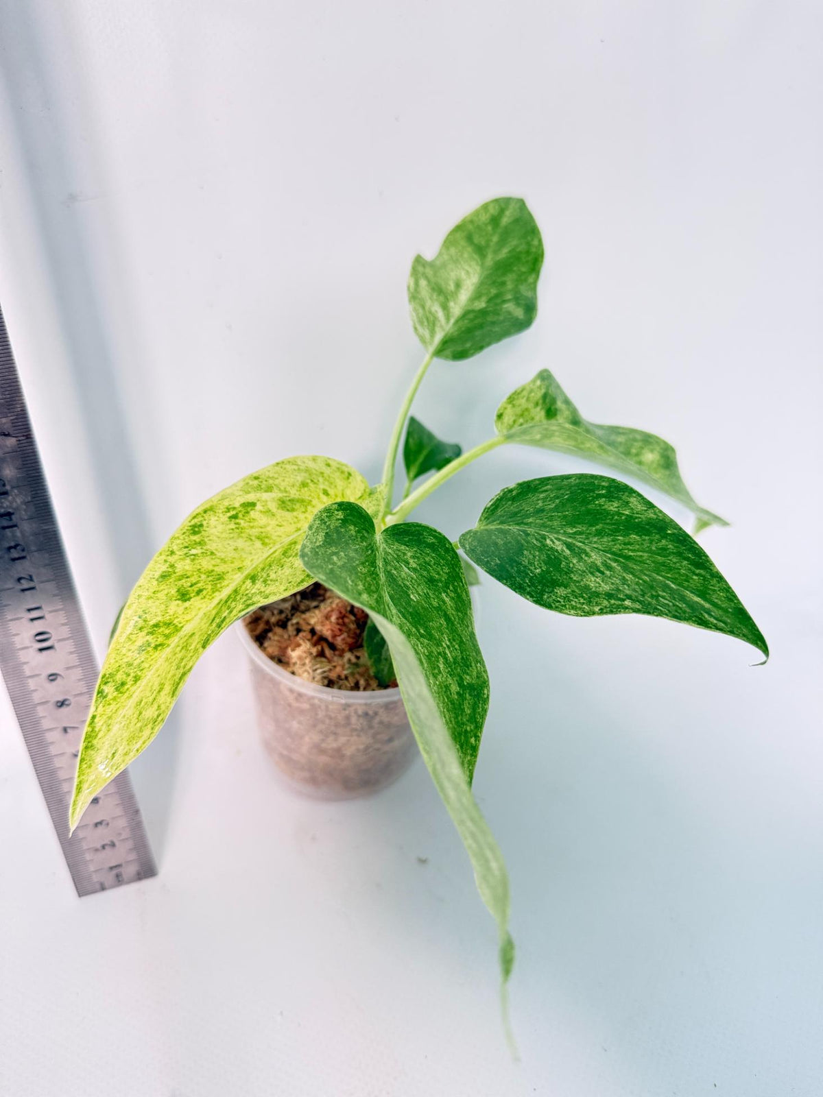 Philodendron Giganteum Variegata 6