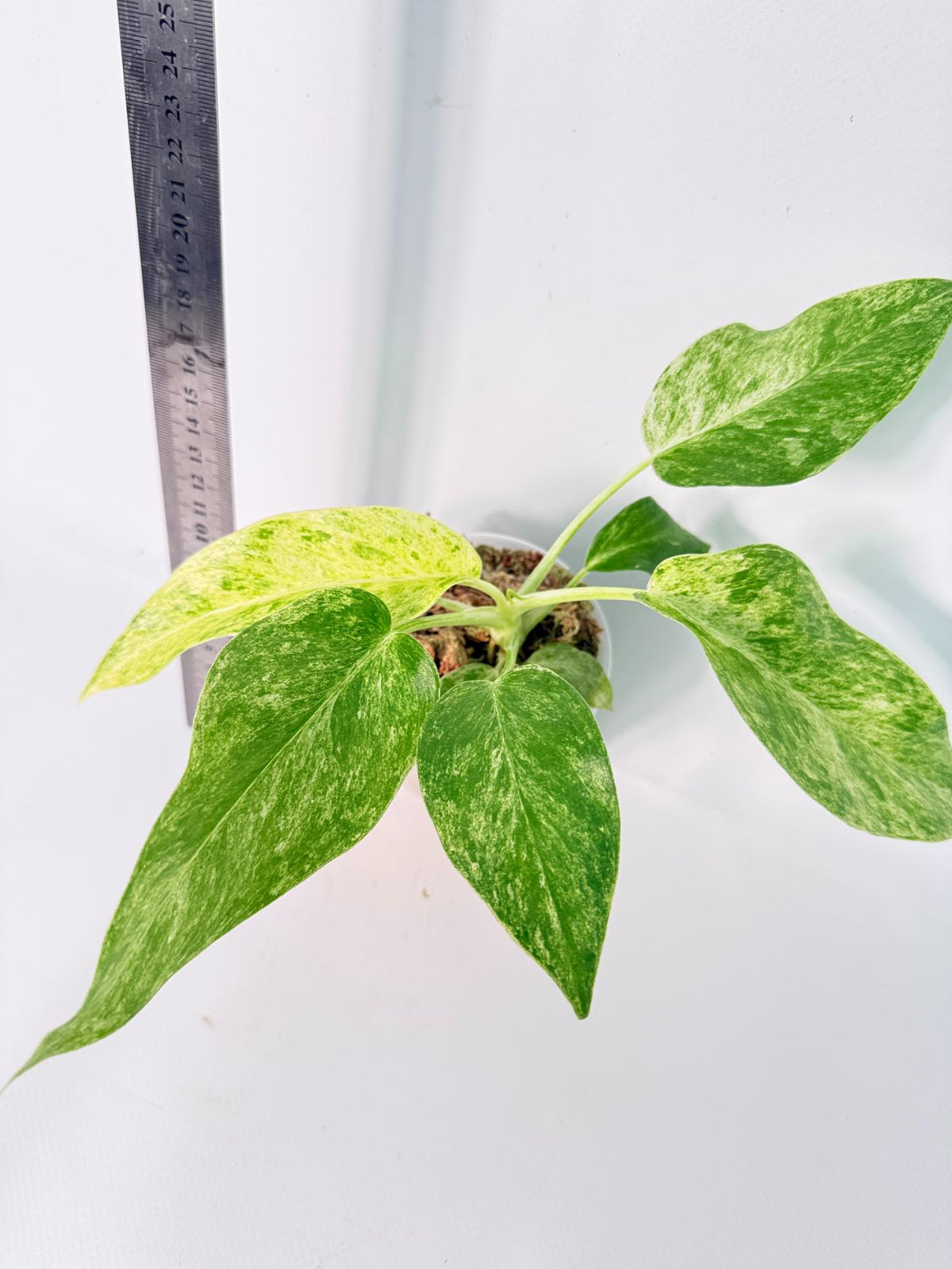 Philodendron Giganteum Variegata 11
