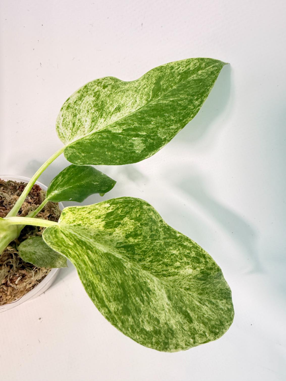 Philodendron Giganteum Variegata 8