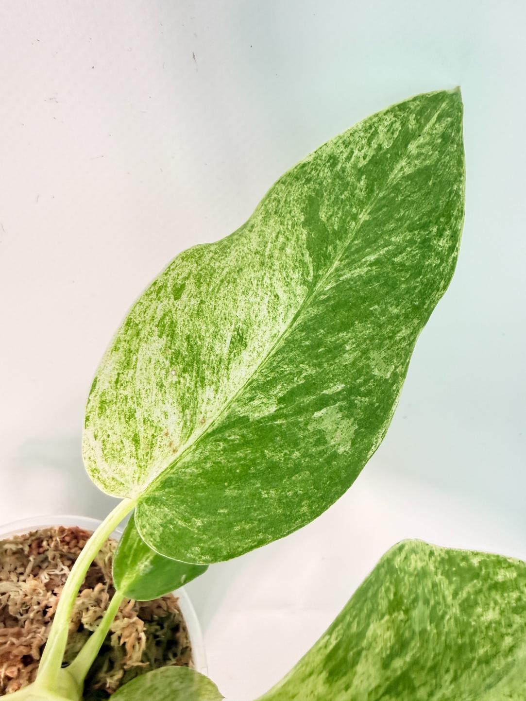 Philodendron Giganteum Variegata 9