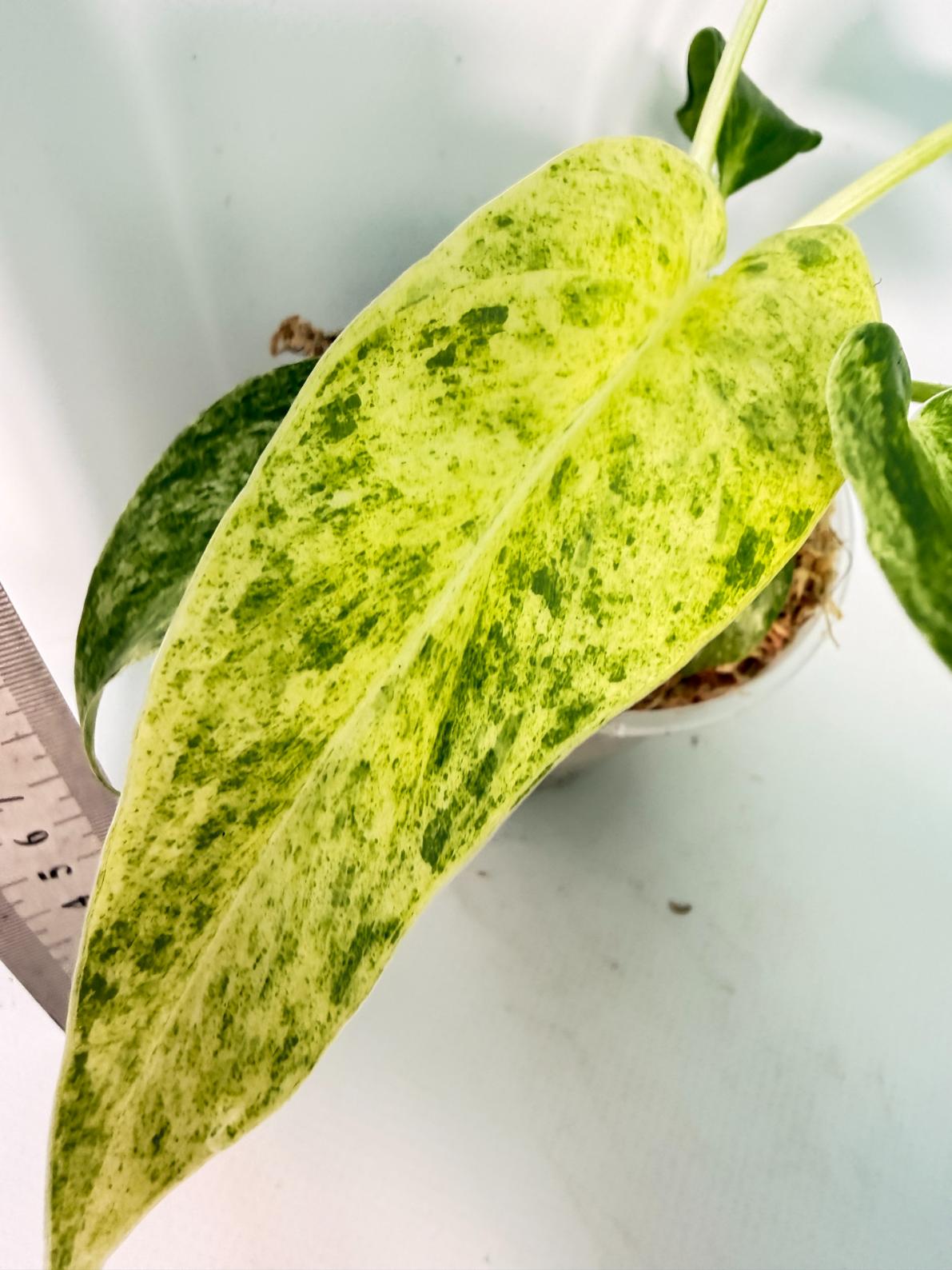 Philodendron Giganteum Variegata 4