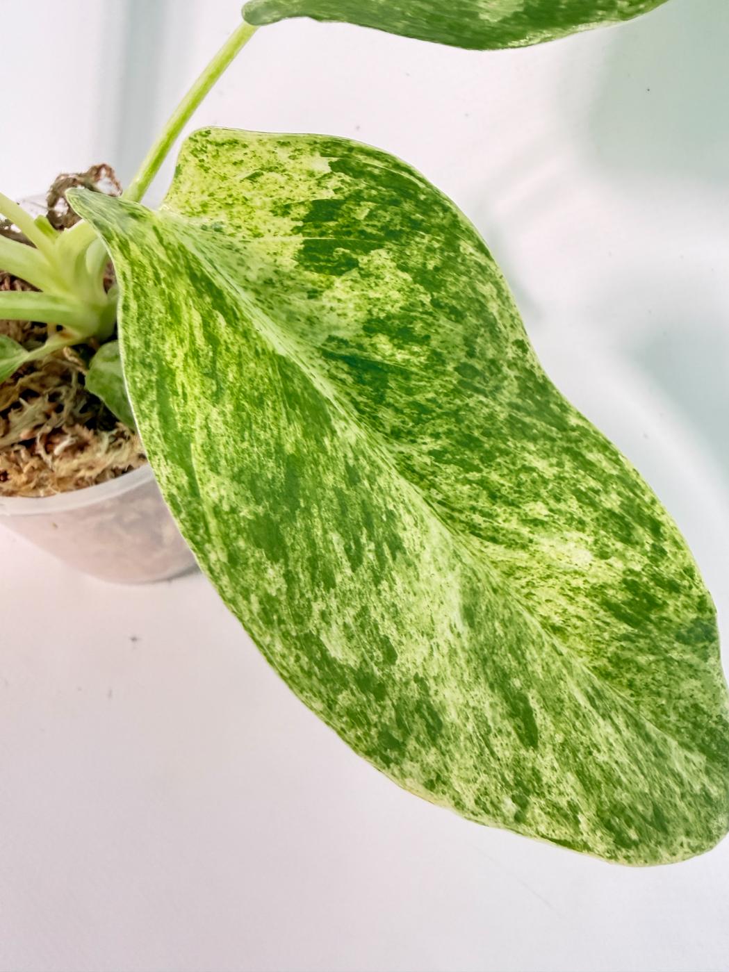 Philodendron  Giganteum Variegata